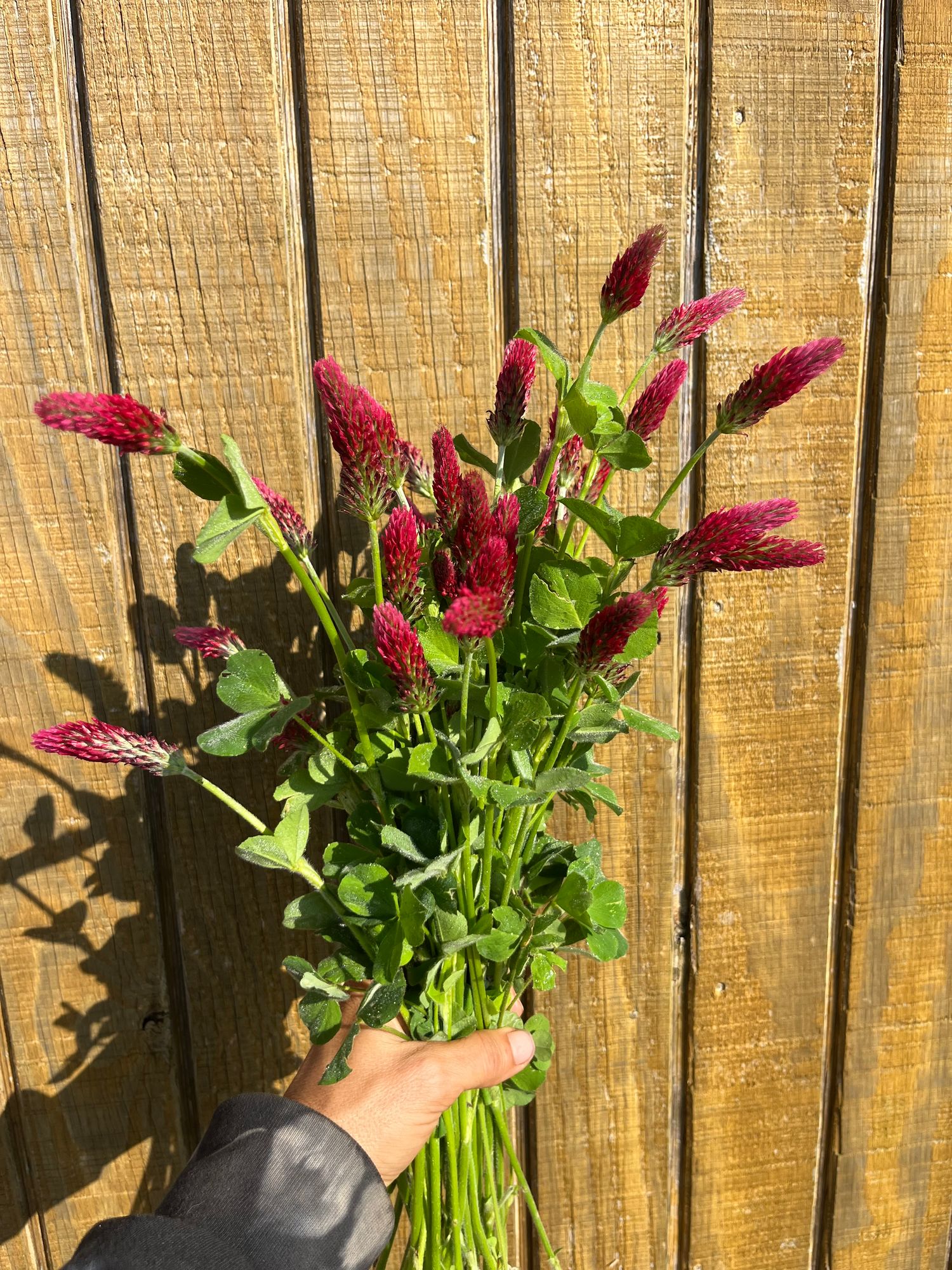TRIFOLIUM incarnatum