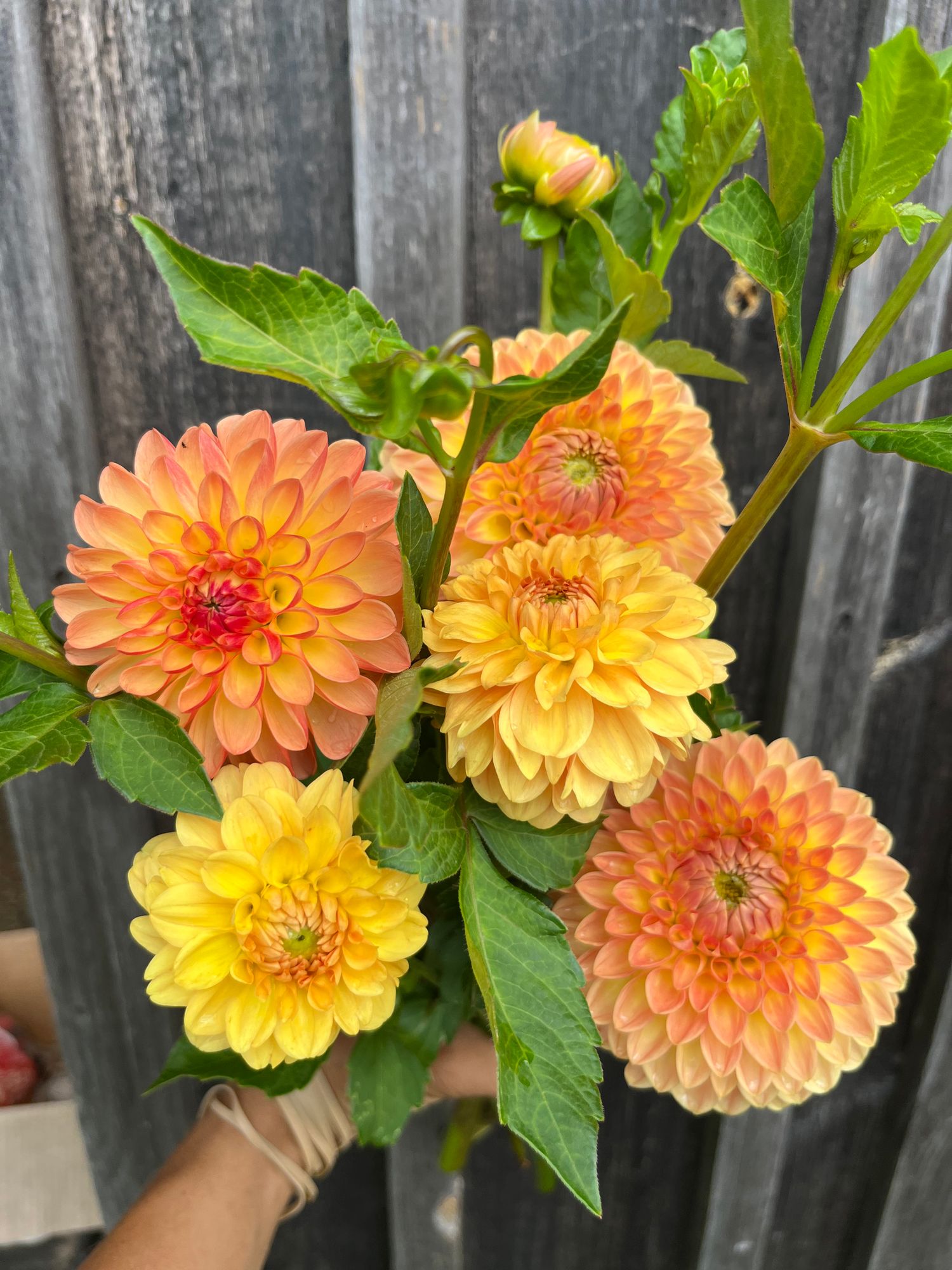 DAHLIA