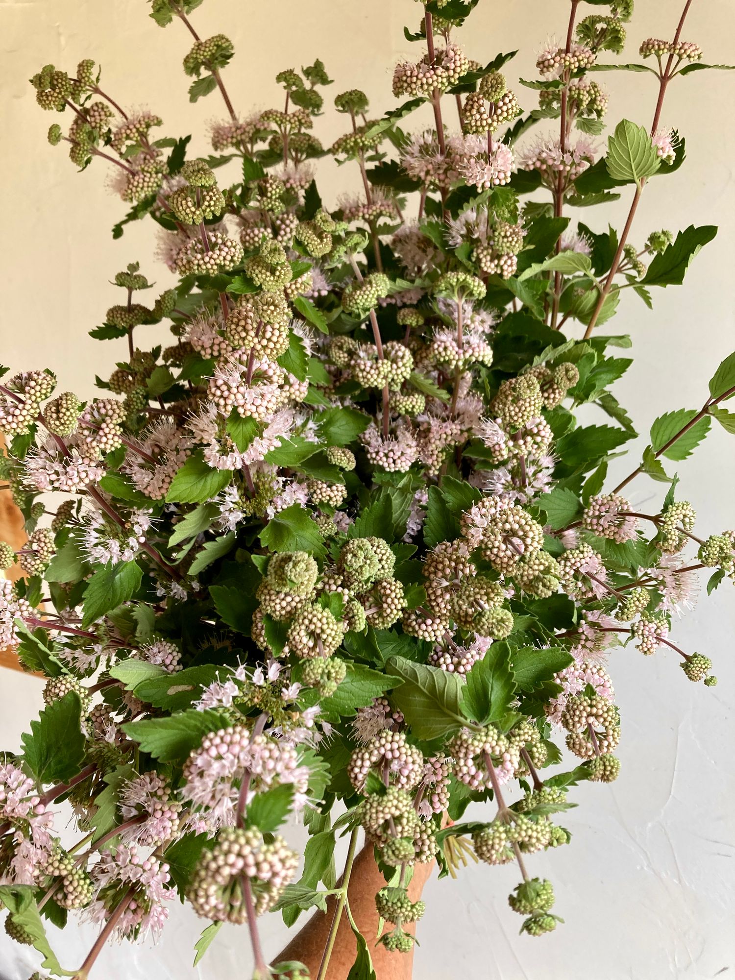 CARYOPTERIS incana Pagoda Blush