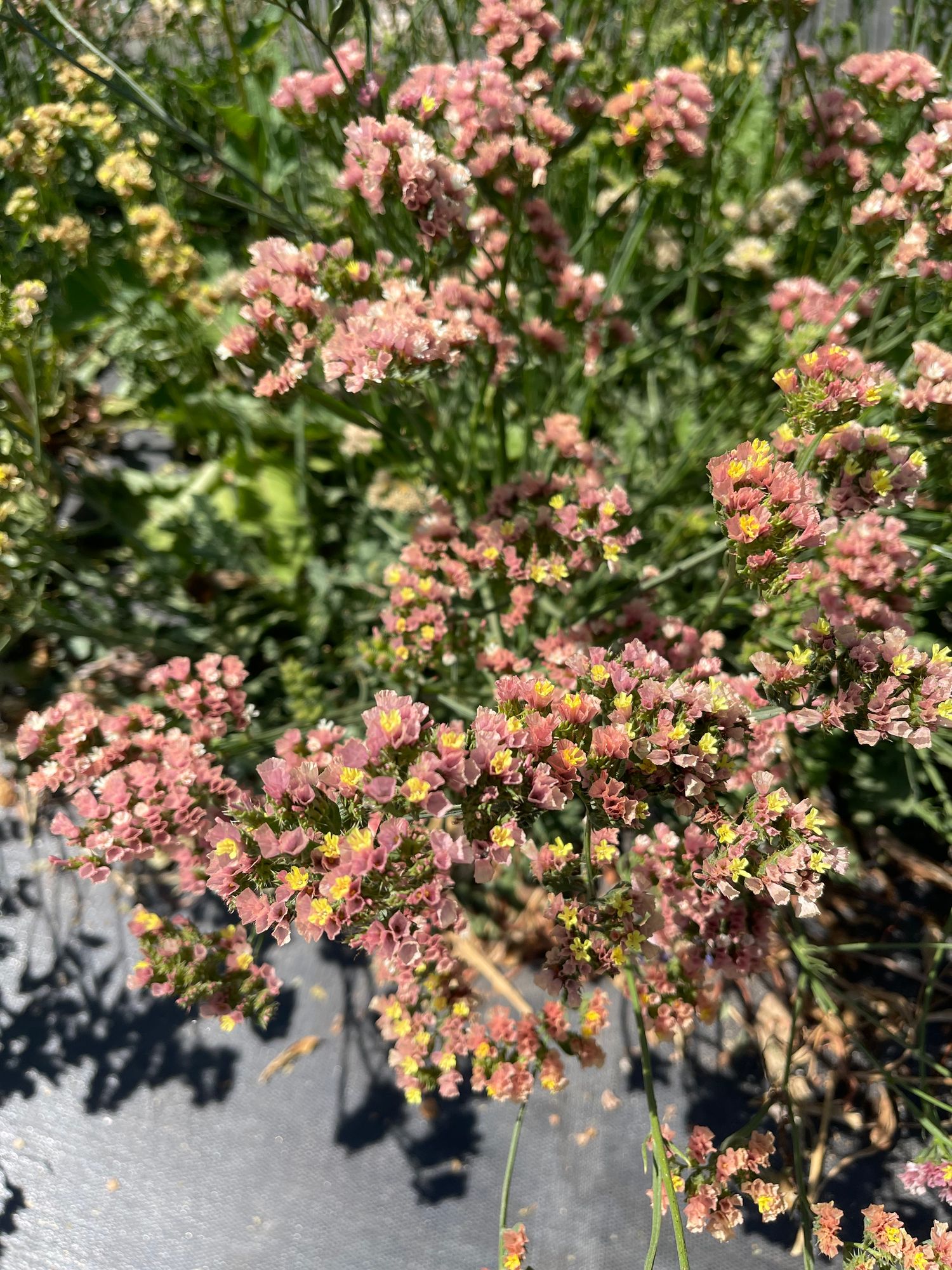 LIMONIUM sinuatum