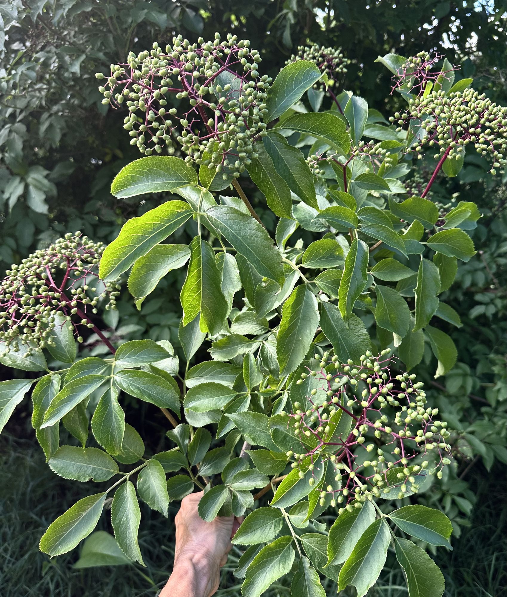SAMBUCUS nigra