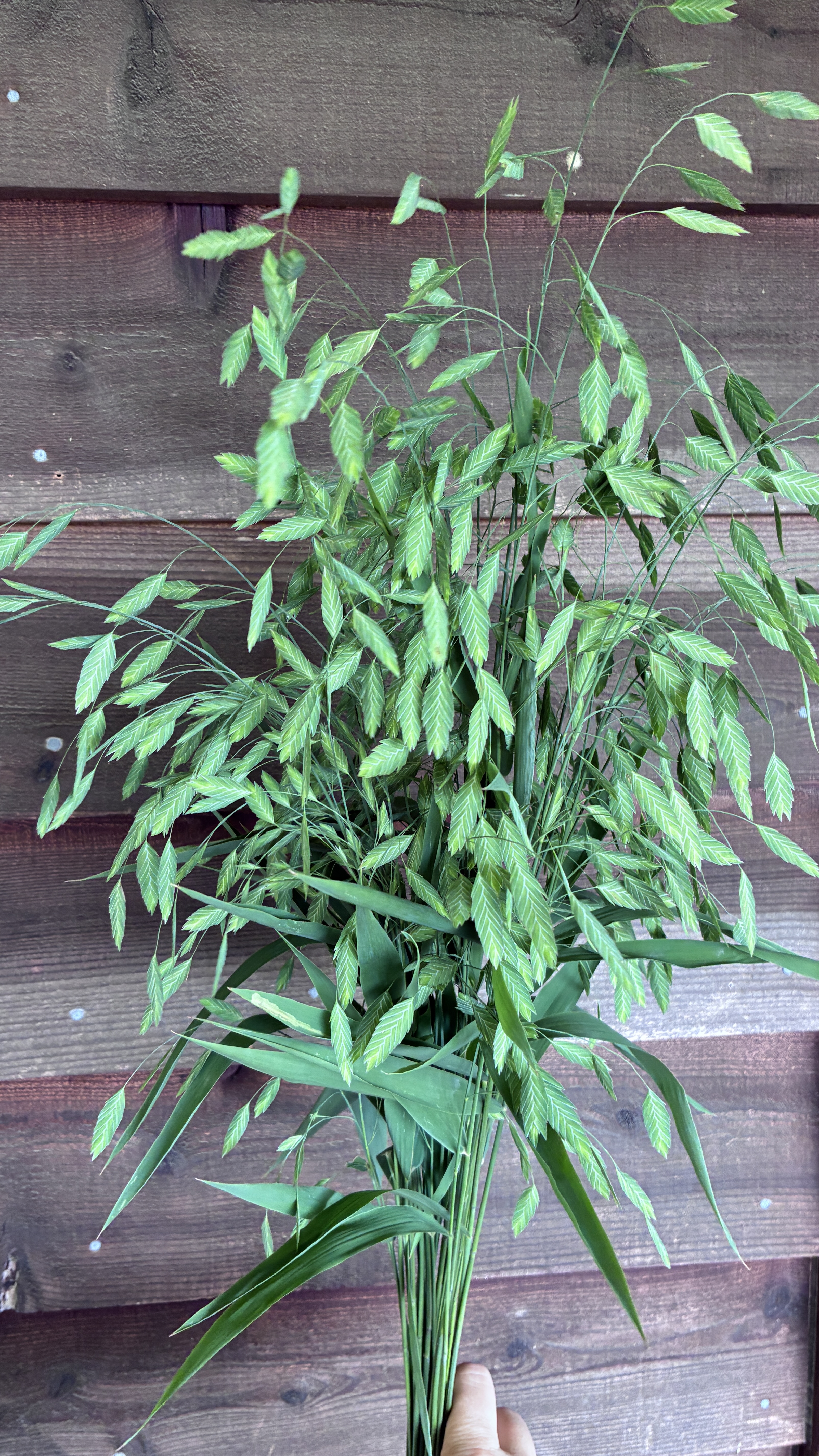 CHASMANTHIUM latifolium