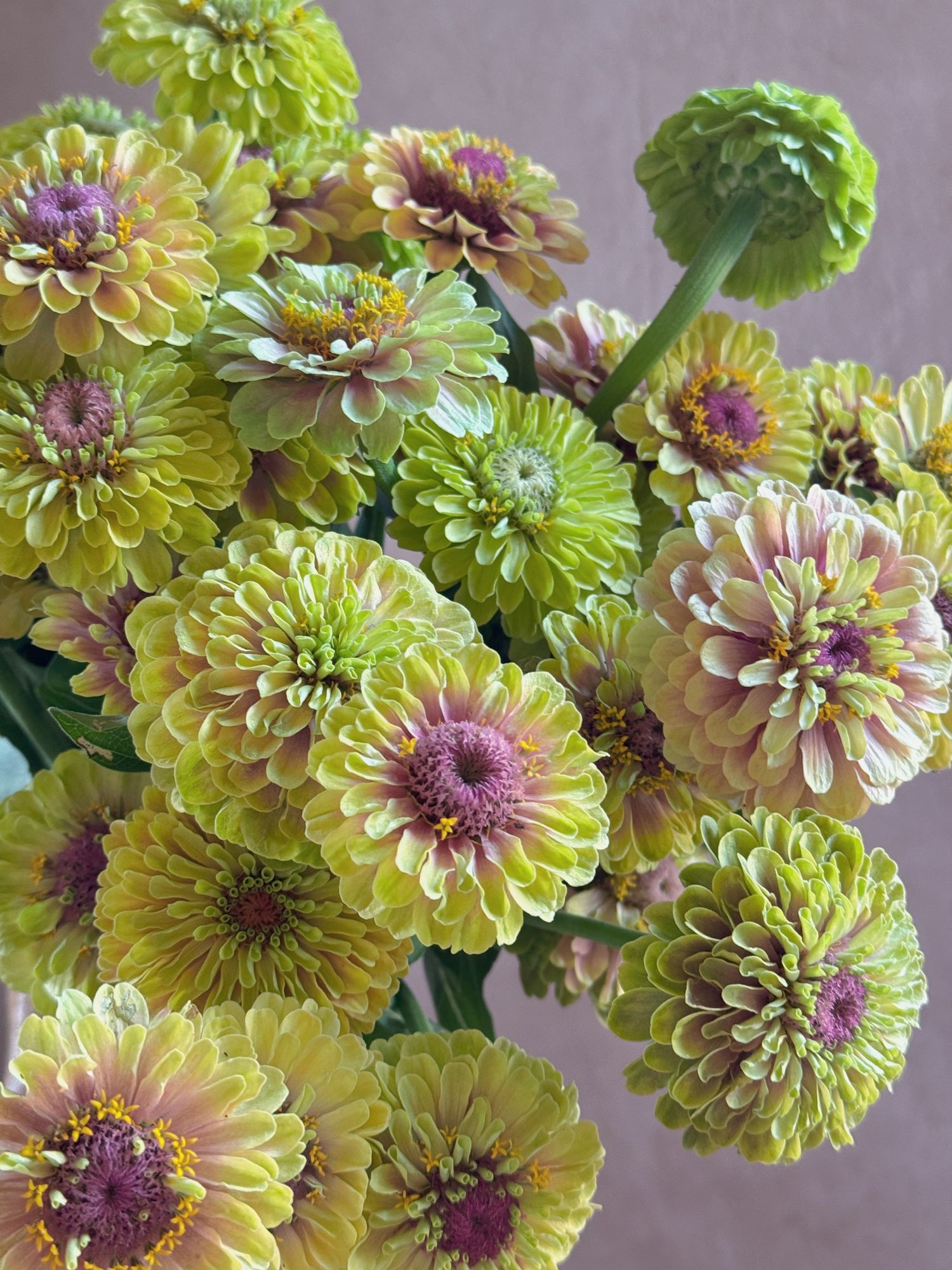 ZINNIA elegans Raspberry Limeaide