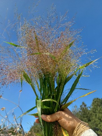 PANICUM elegans