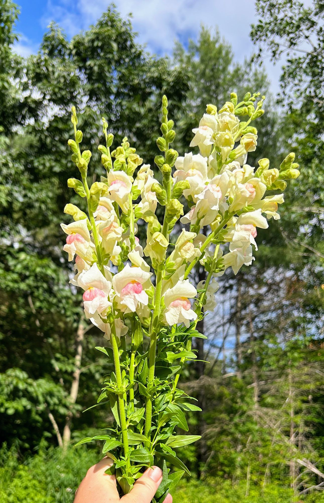 ANTIRRHINUM majus Potomac Appleblossom
