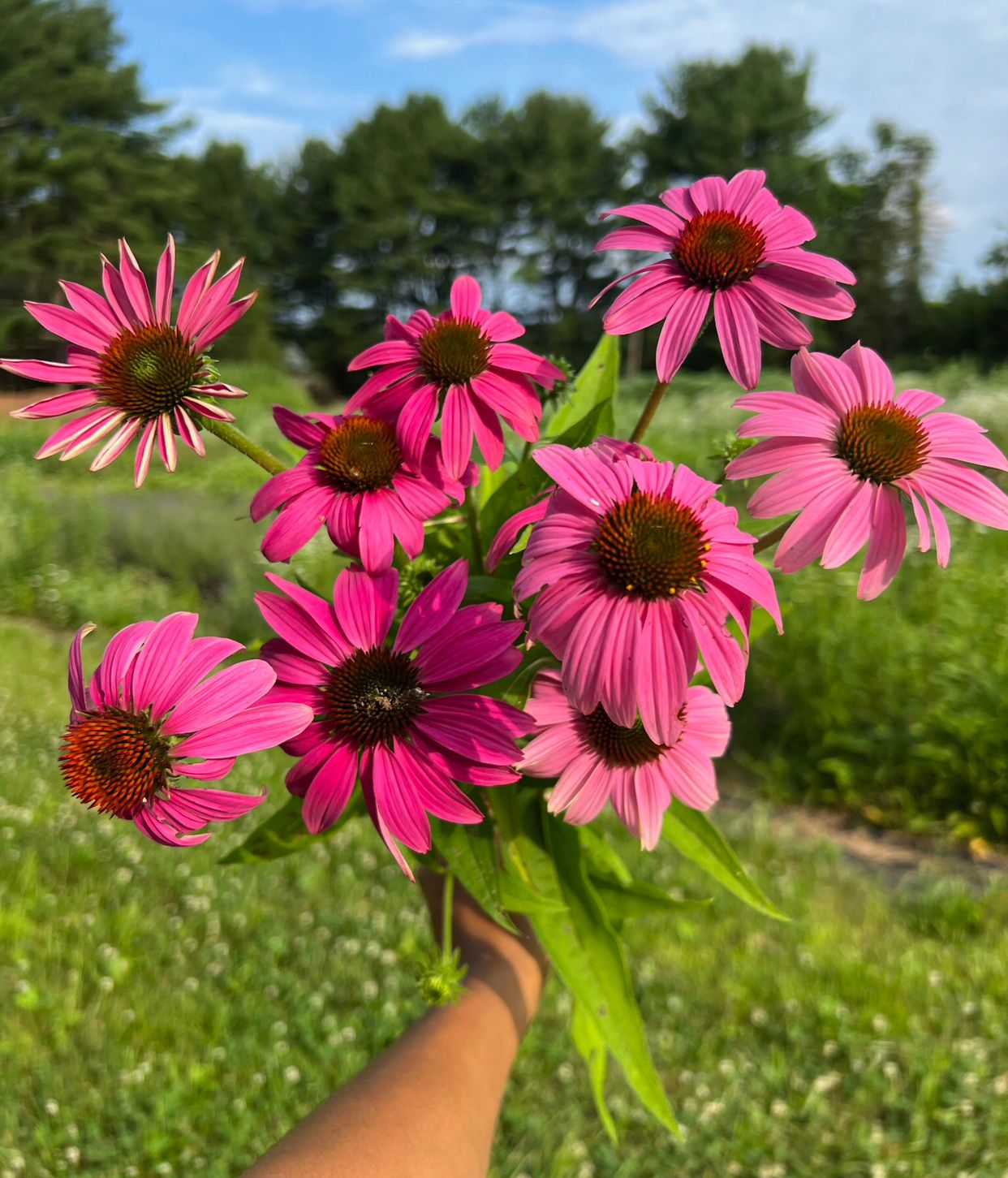 ECHINACEA purpurea PowWow Wild Berry