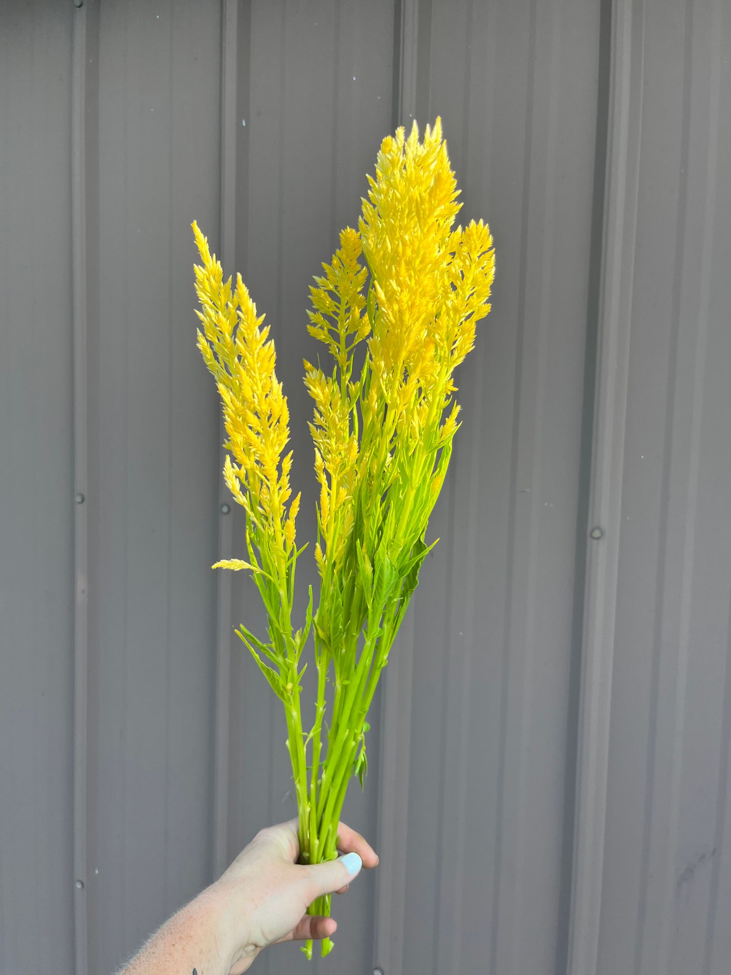 CELOSIA argentea var. plumosa Sylphid