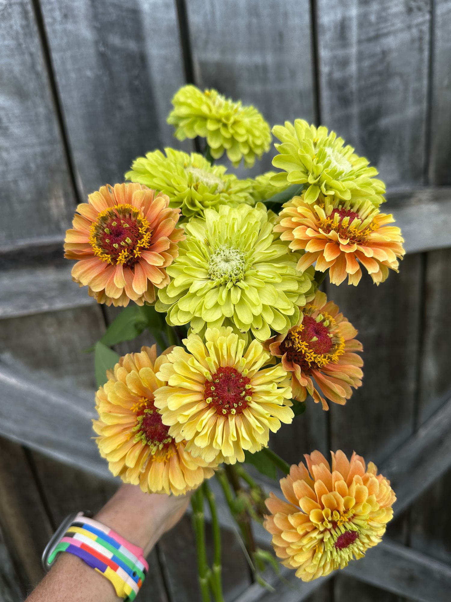 ZINNIA elegans Queeny Lime Orange