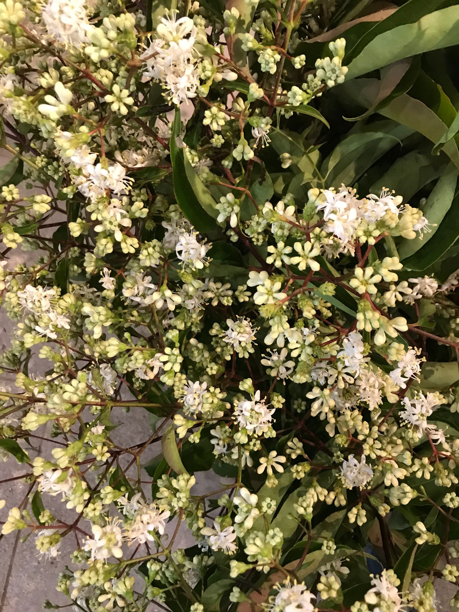 HEPTACODIUM miconioides