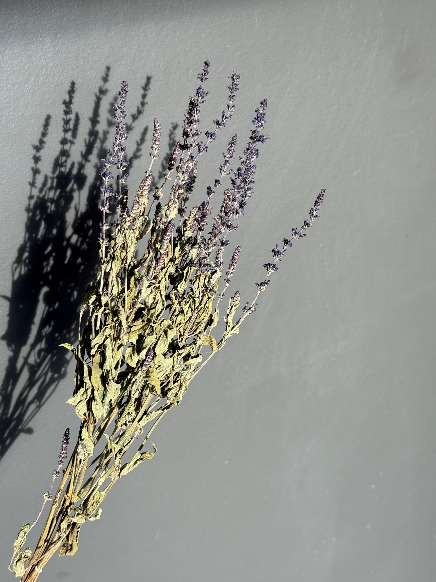 SALVIA nemorosa Cardonna