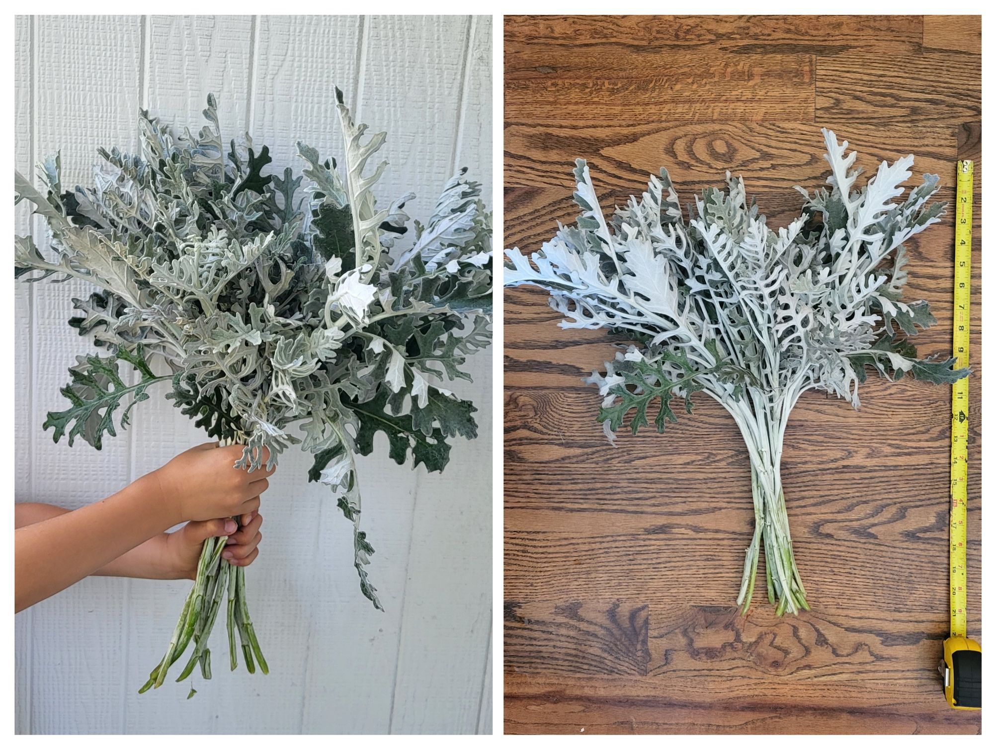 SENECIO cineraria