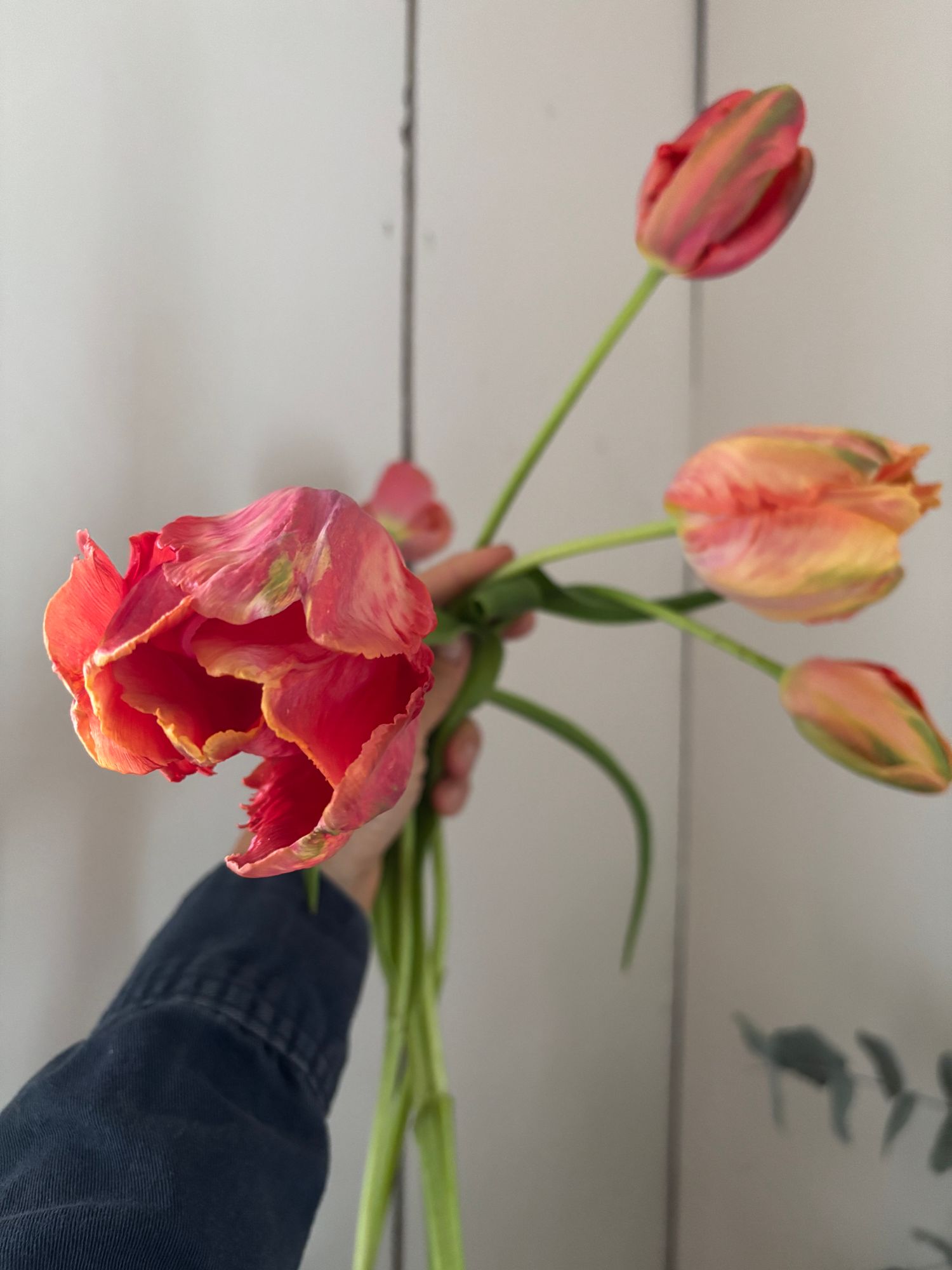 TULIPA Avignon Parrot