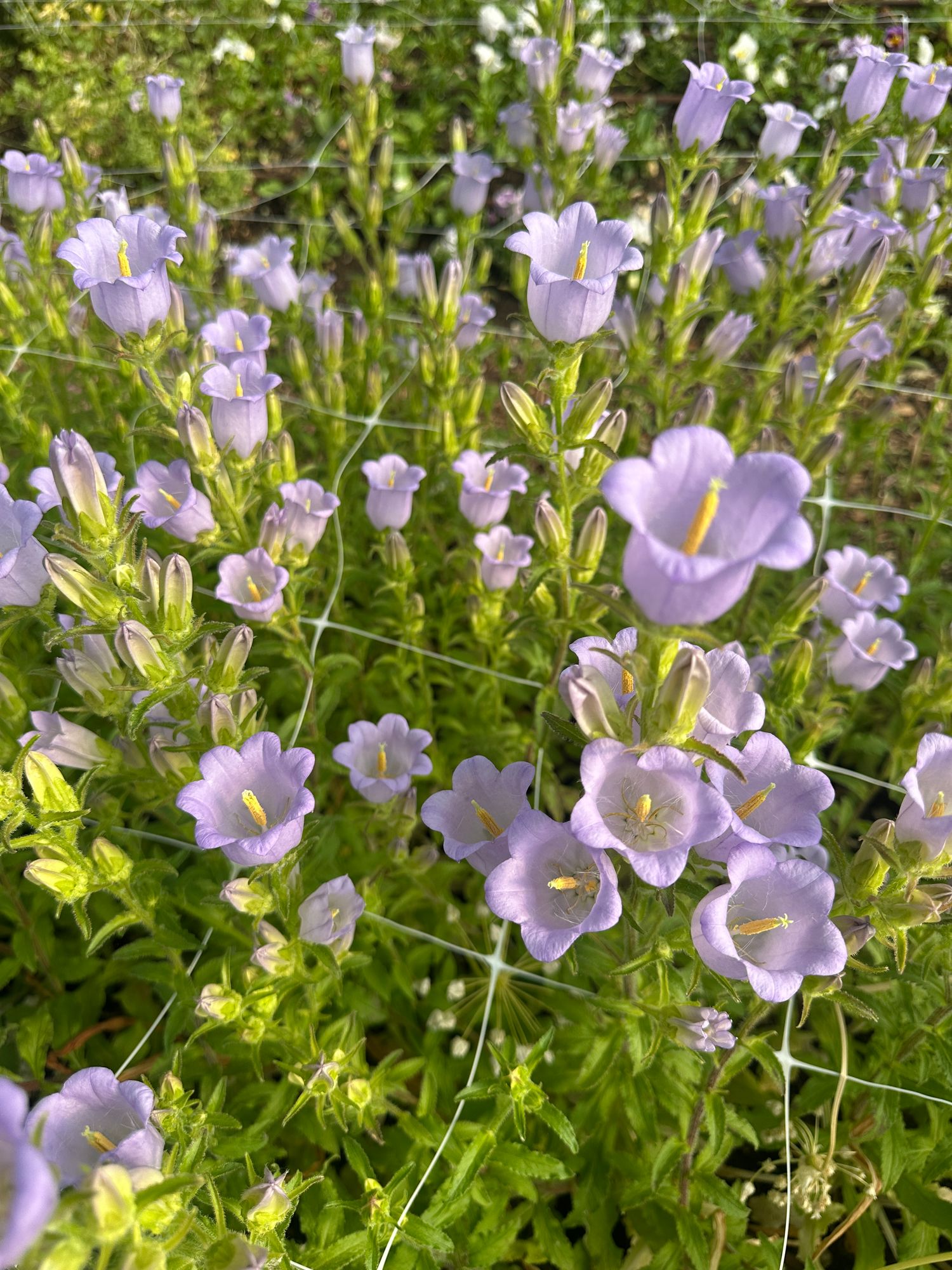 CAMPANULA carpatica Champion Pro