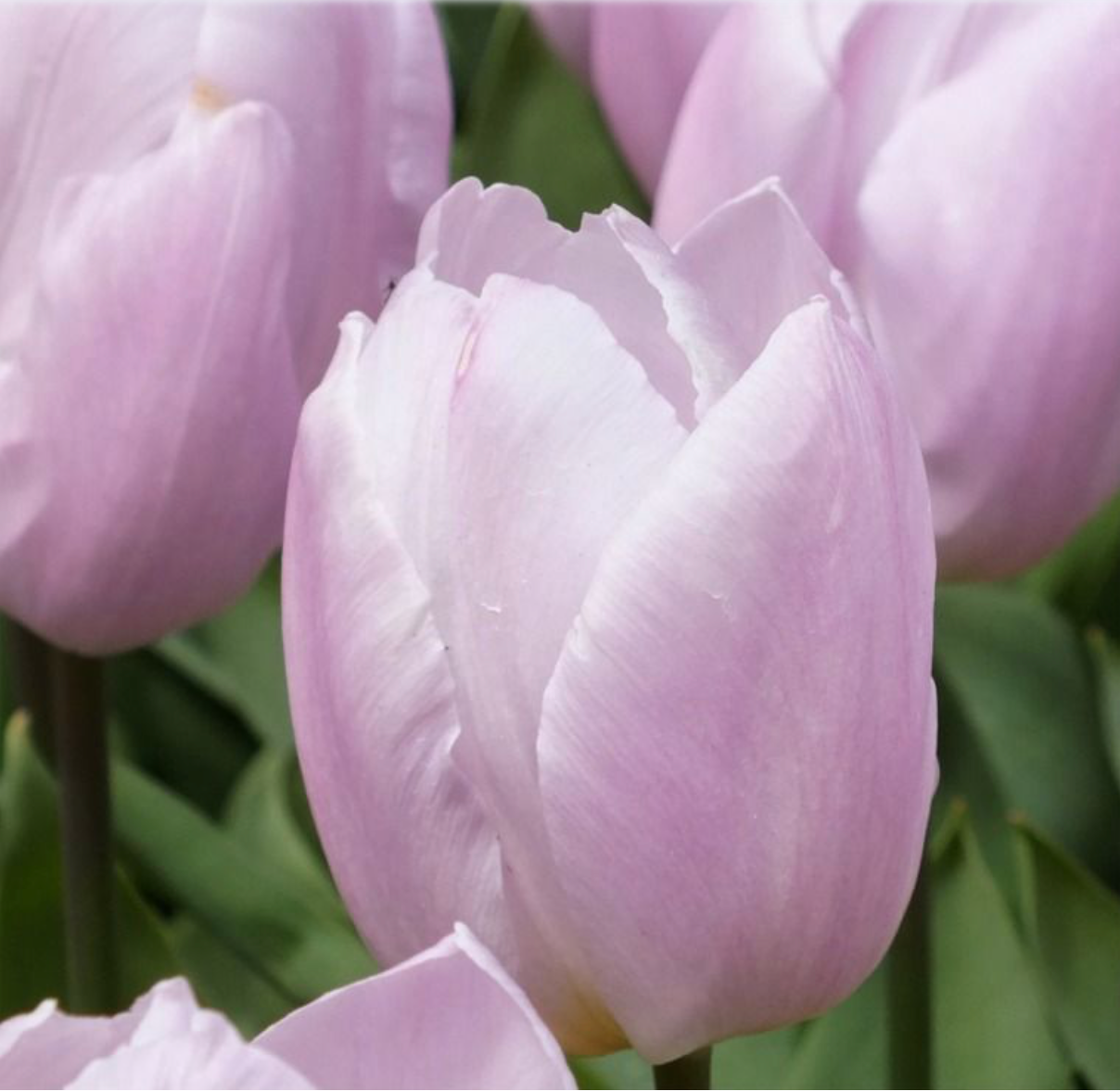 TULIPA Candy Prince