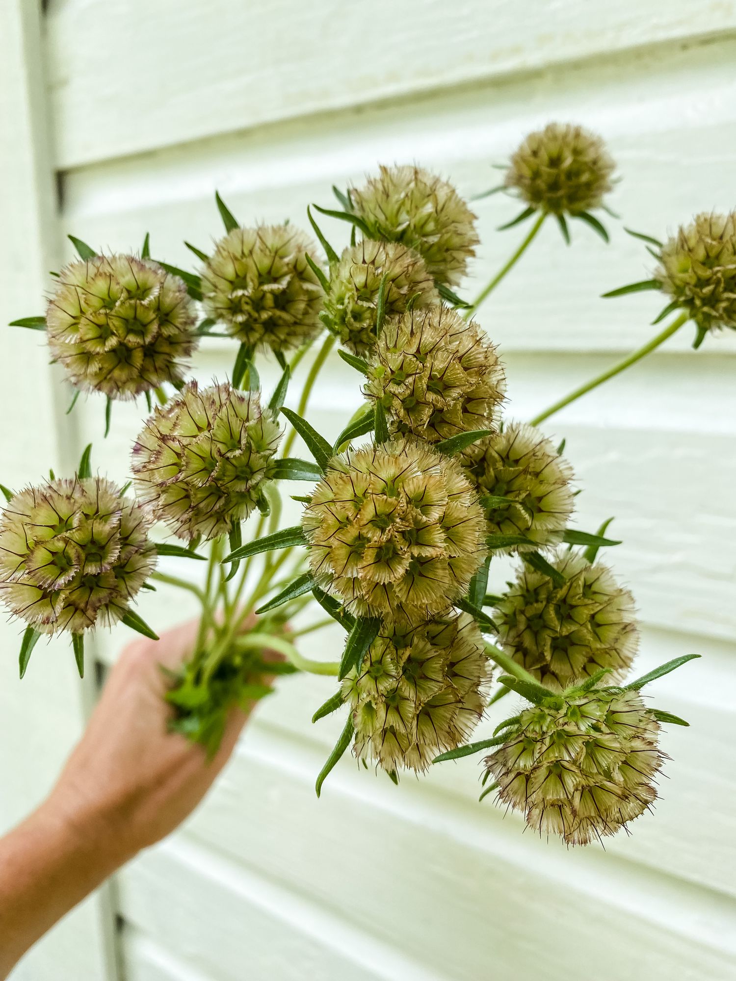 SCABIOSA stellata