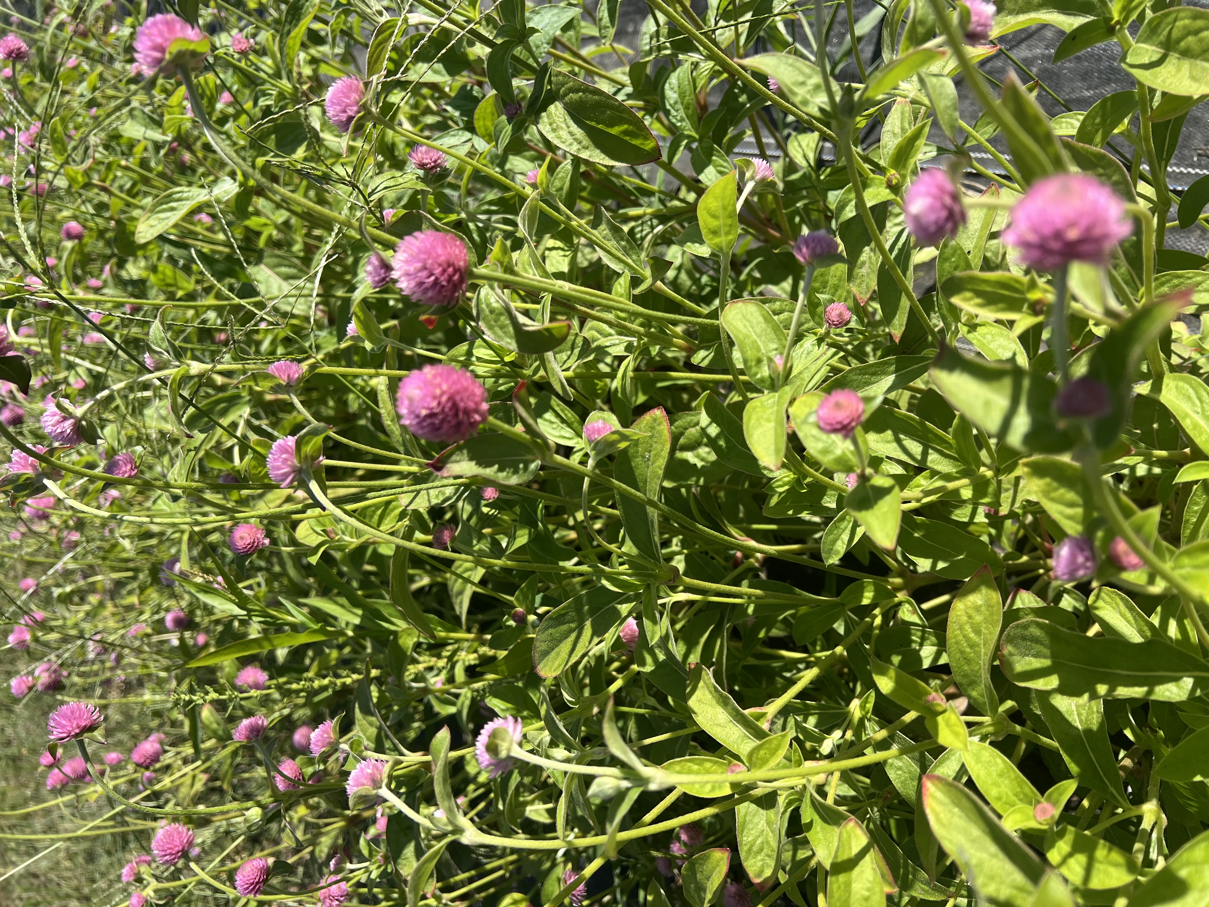 GOMPHRENA globosa Raspberry Cream