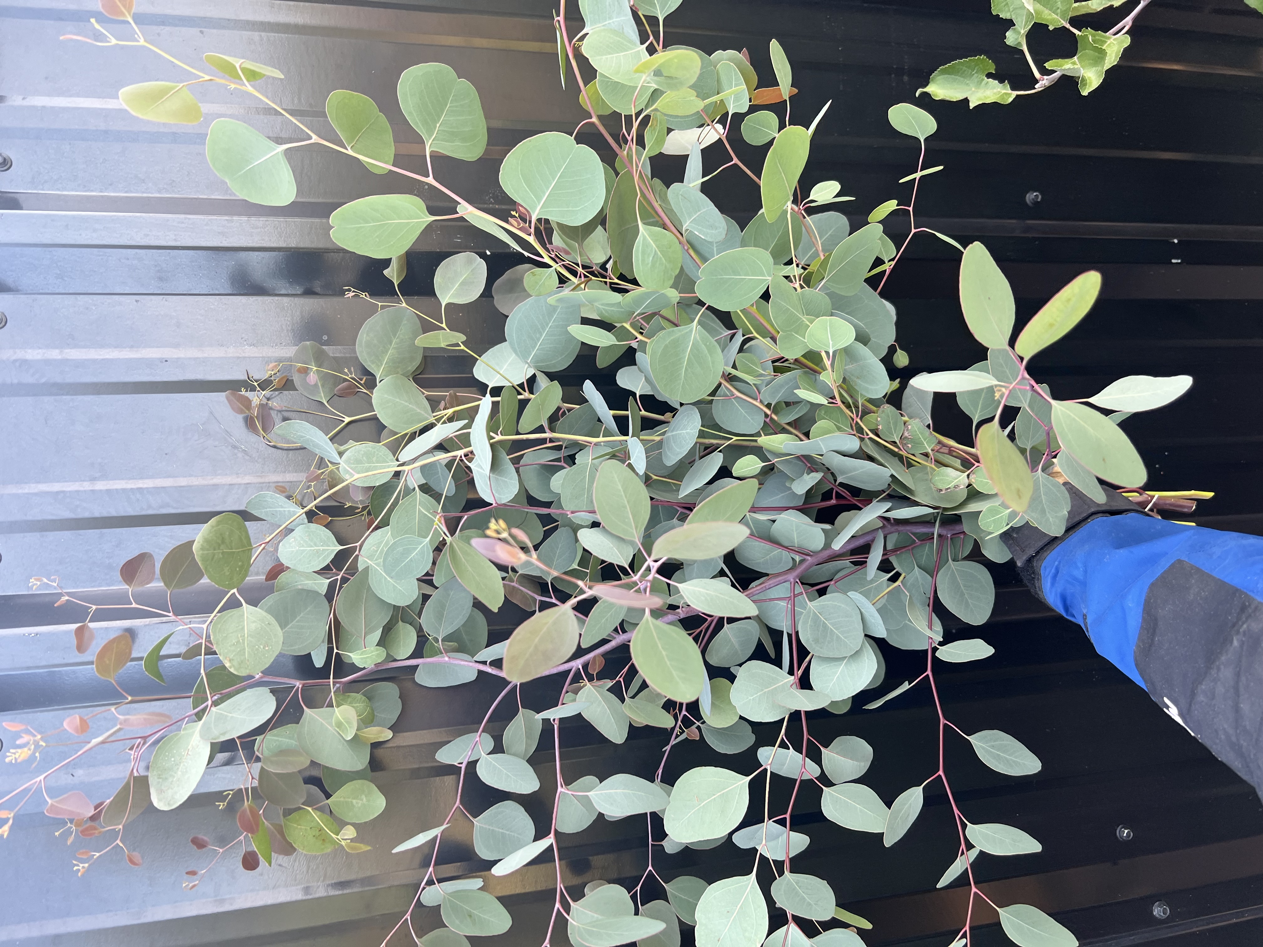 EUCALYPTUS polyanthemos
