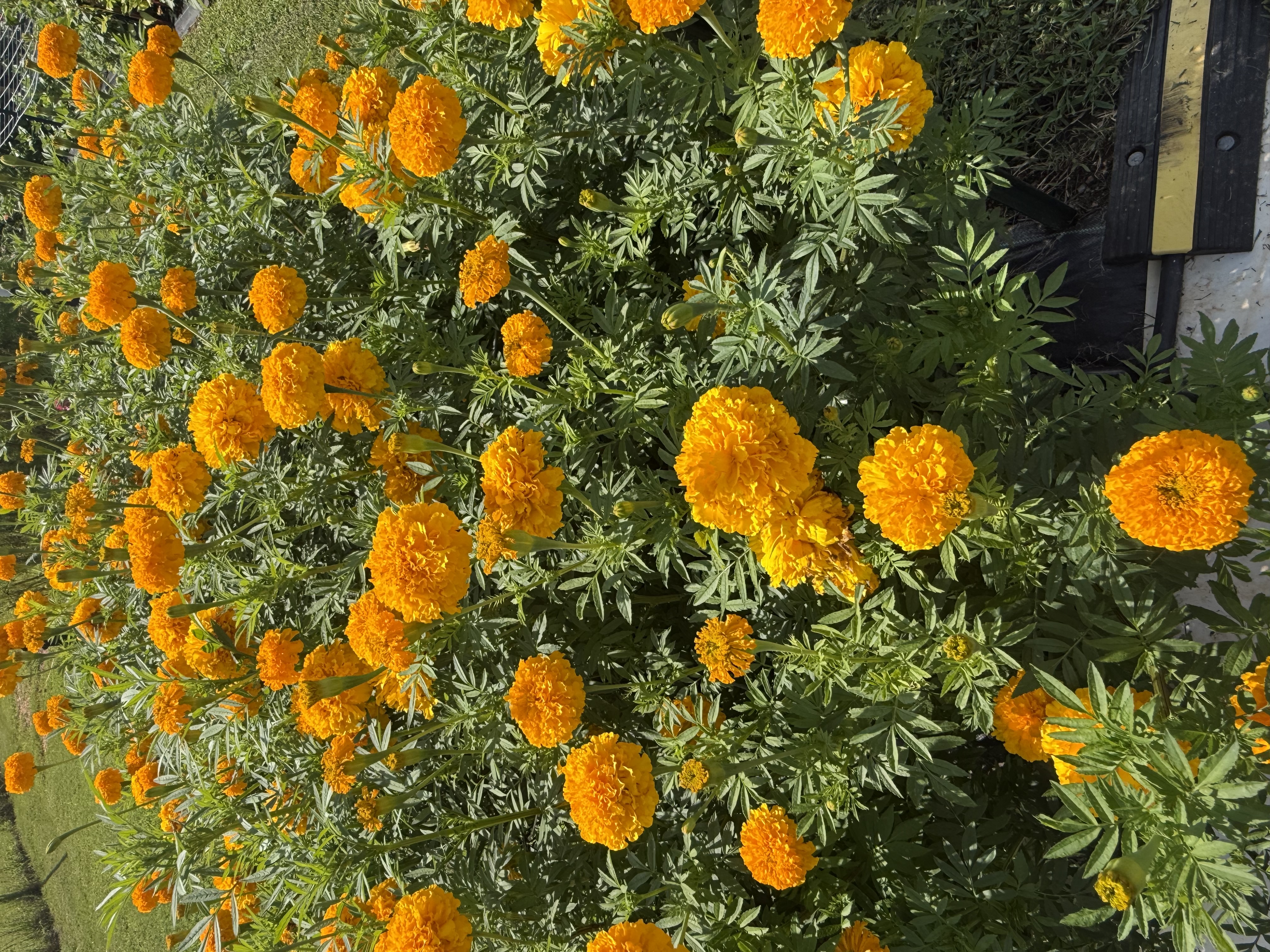 TAGETES erecta Giant Orange