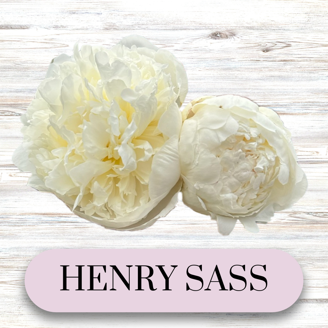 PAEONIA lactiflora Henry Sass
