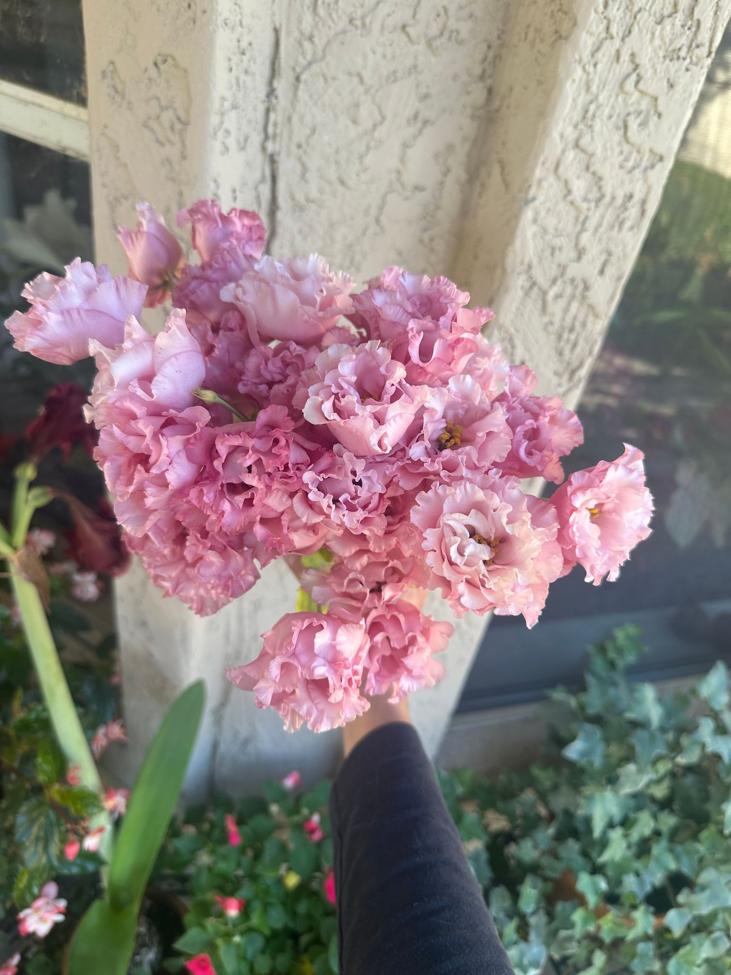 EUSTOMA grandiflorum Celeb