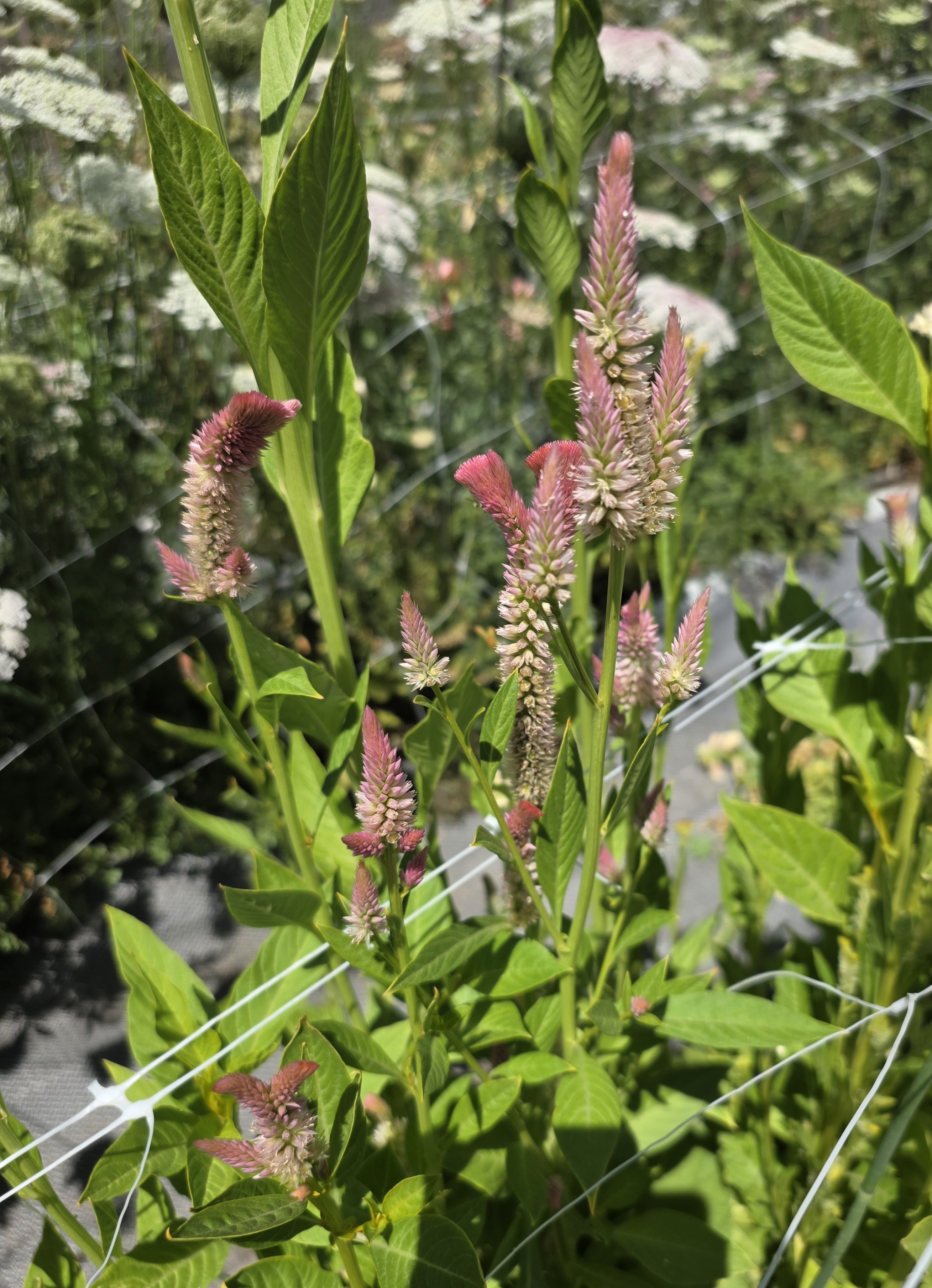 CELOSIA argentea var. cristata Supercrest