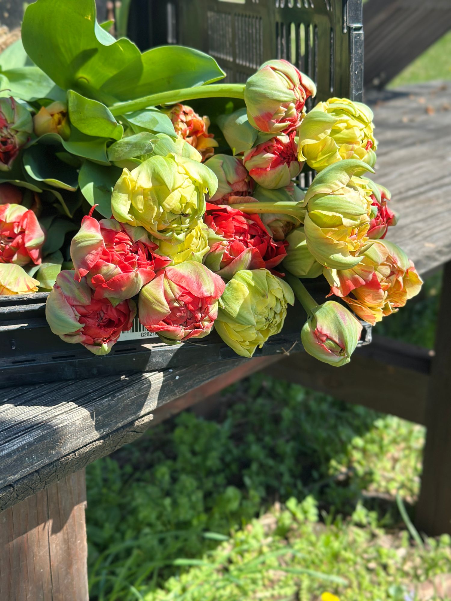 TULIPA Gudoshnik Double