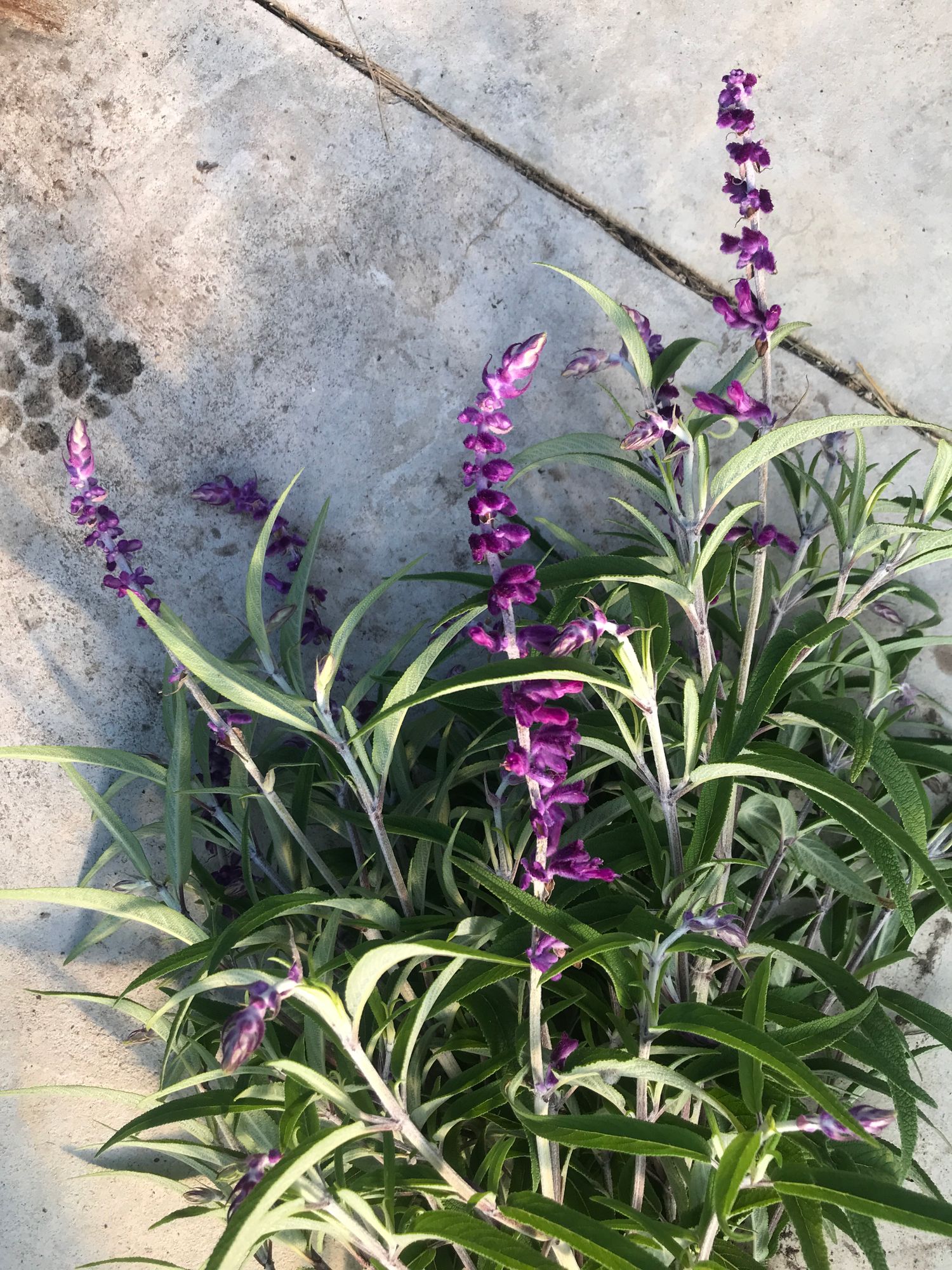 SALVIA leucantha
