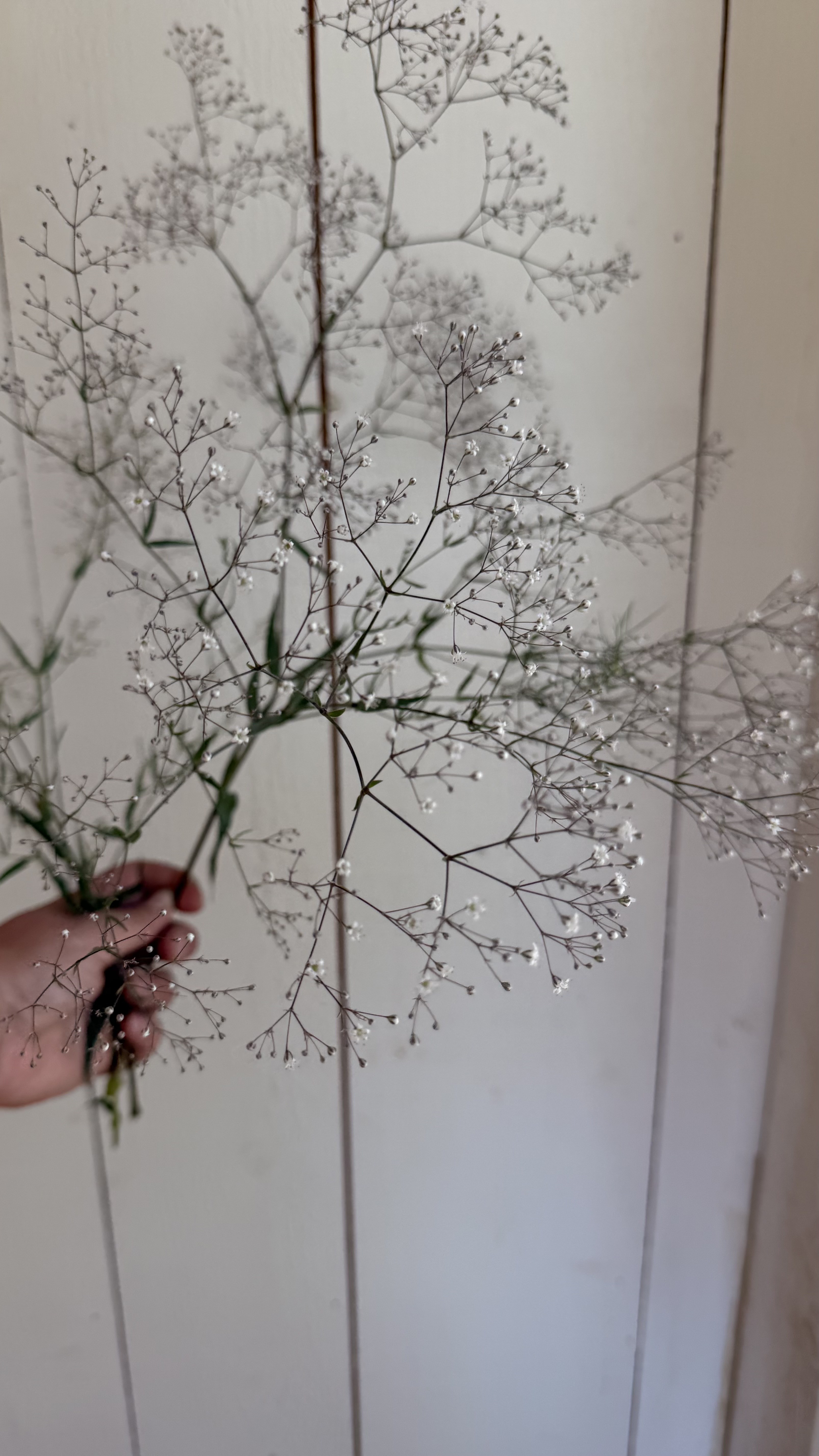 GYPSOPHILA elegans Covent Garden Market