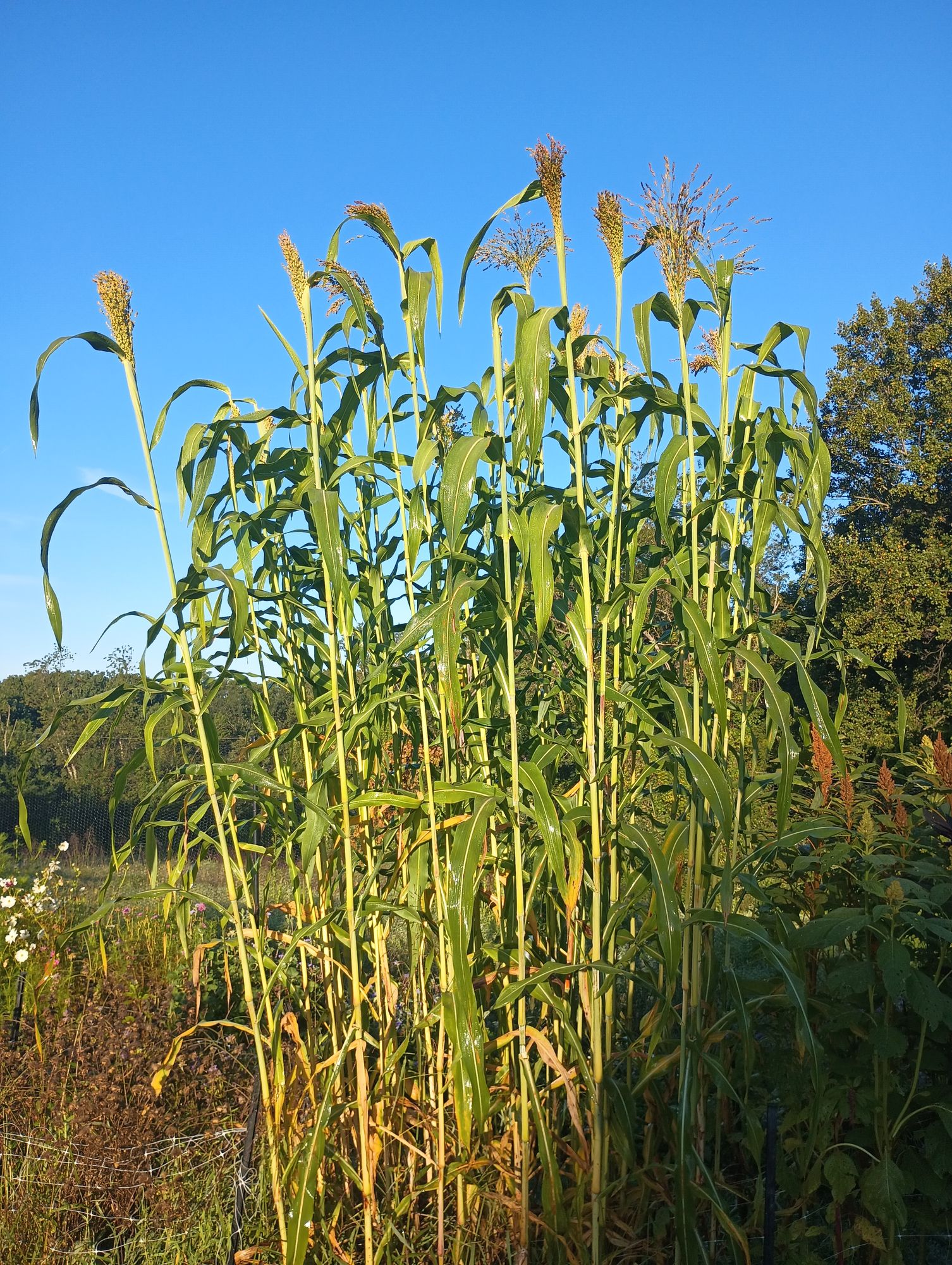 SORGHUM vulgare