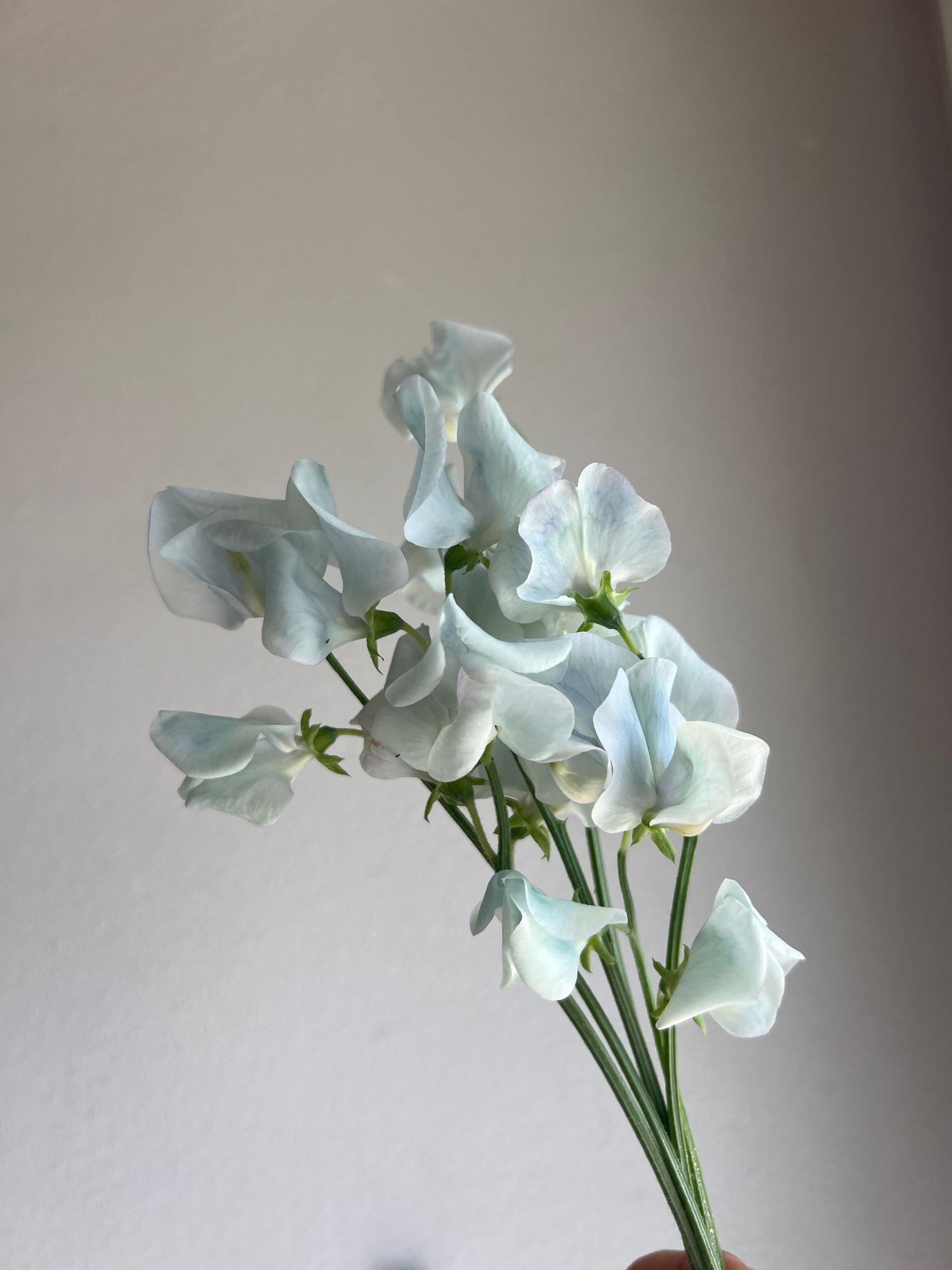 LATHYRUS odoratus Lunar Blue