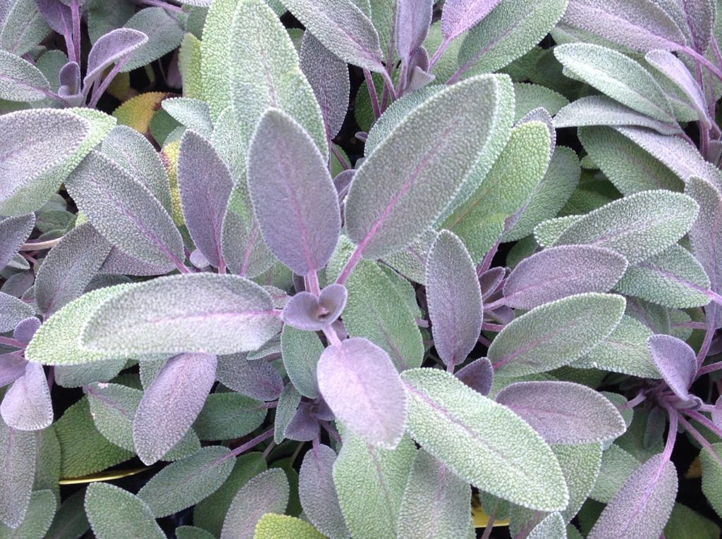 SALVIA officinalis Purpurascens