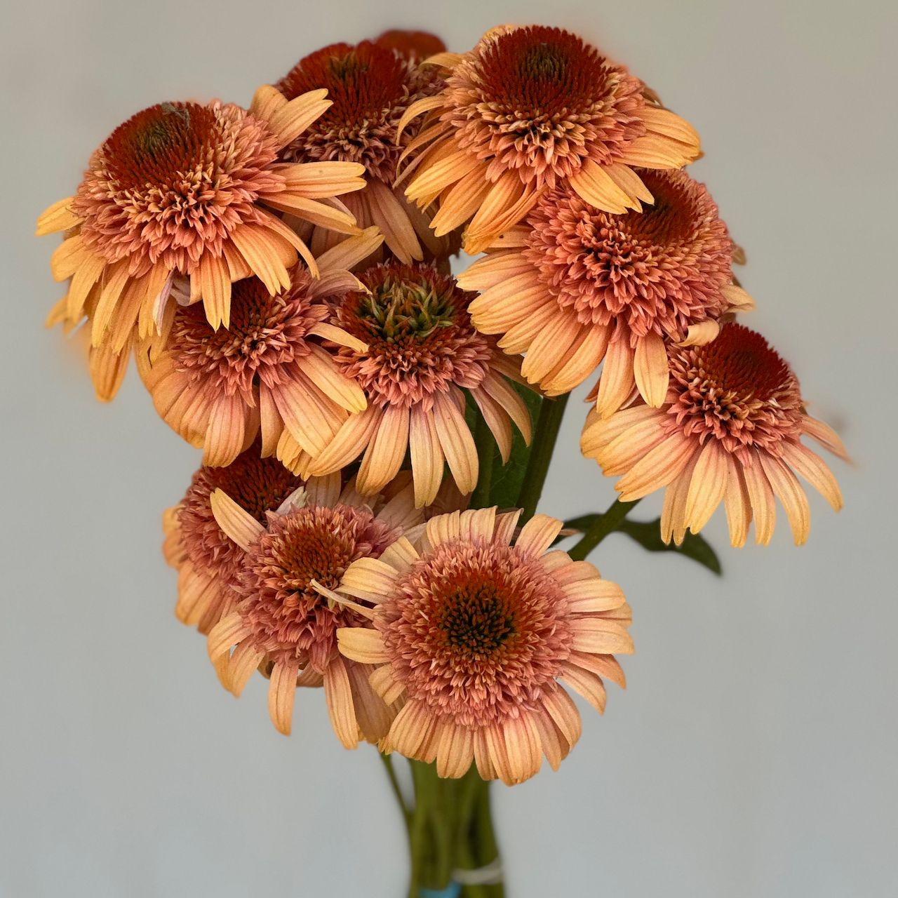 ECHINACEA purpurea Supreme Cantaloupe