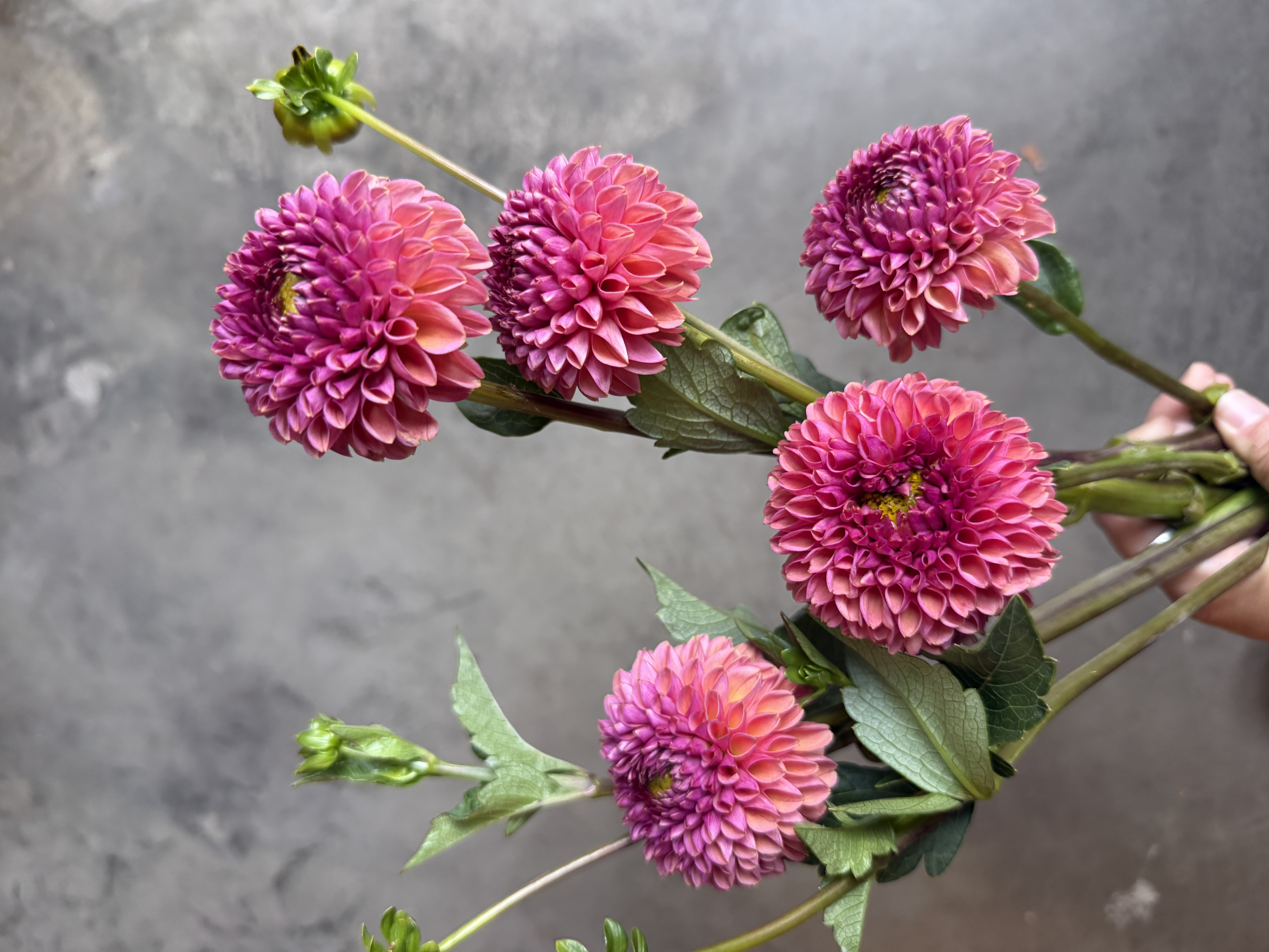 DAHLIA Snoho Jojo