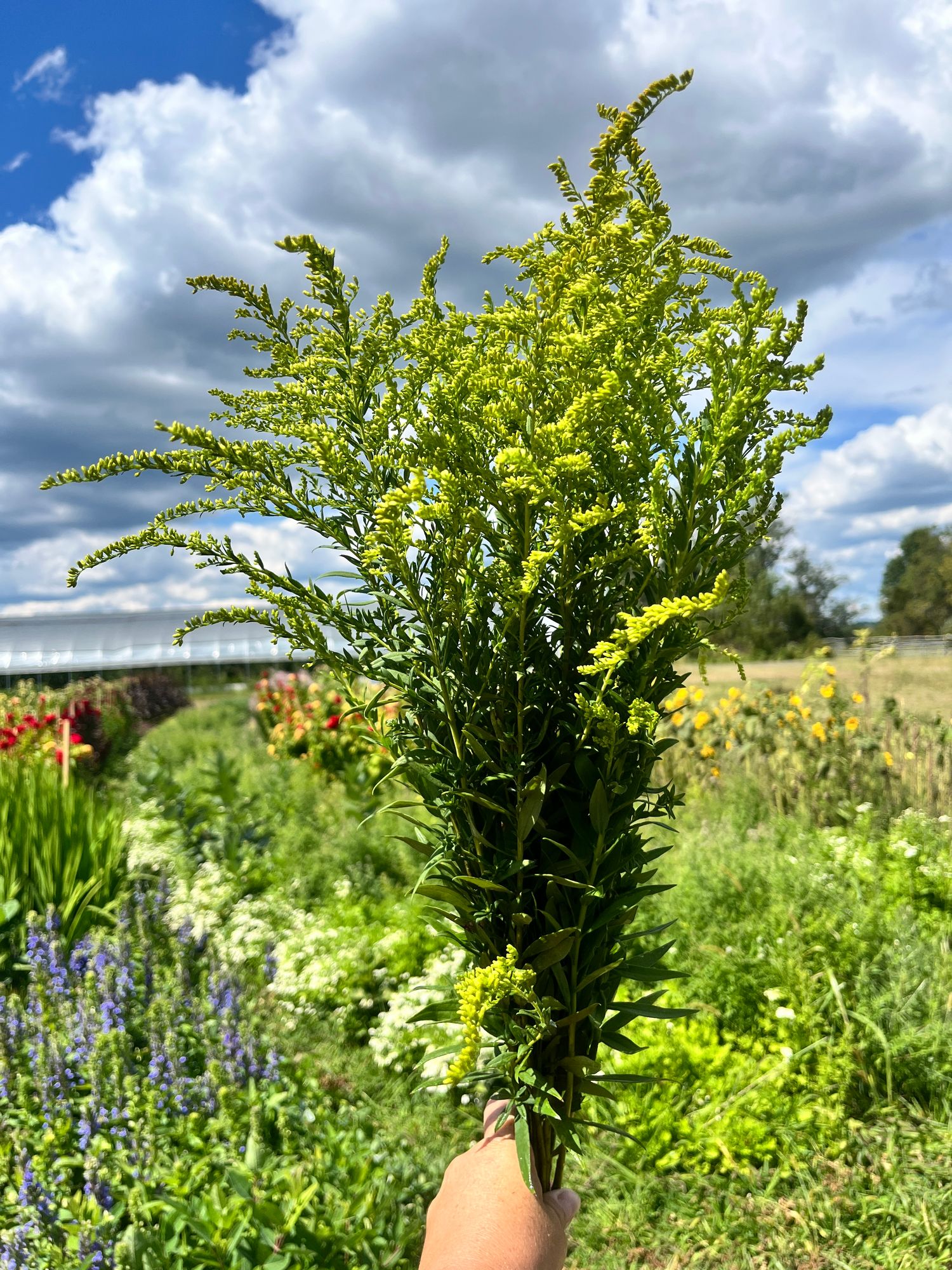 SOLIDAGO altissima