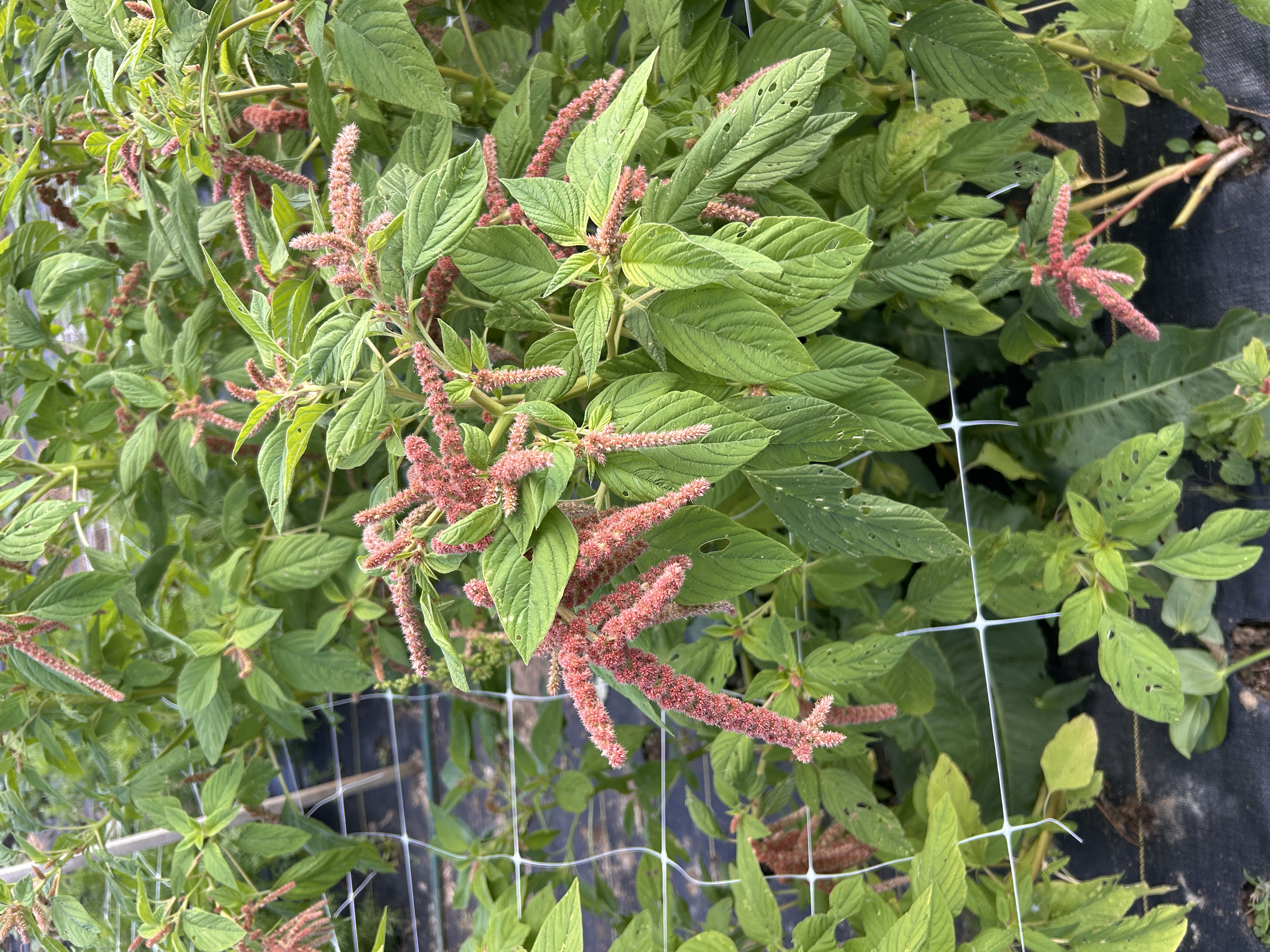 AMARANTHUS caudatus Coral Fountains