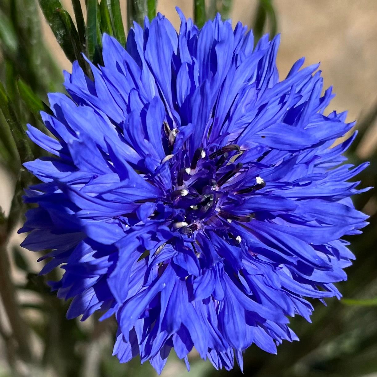 CENTAUREA cyanus Choice Mix