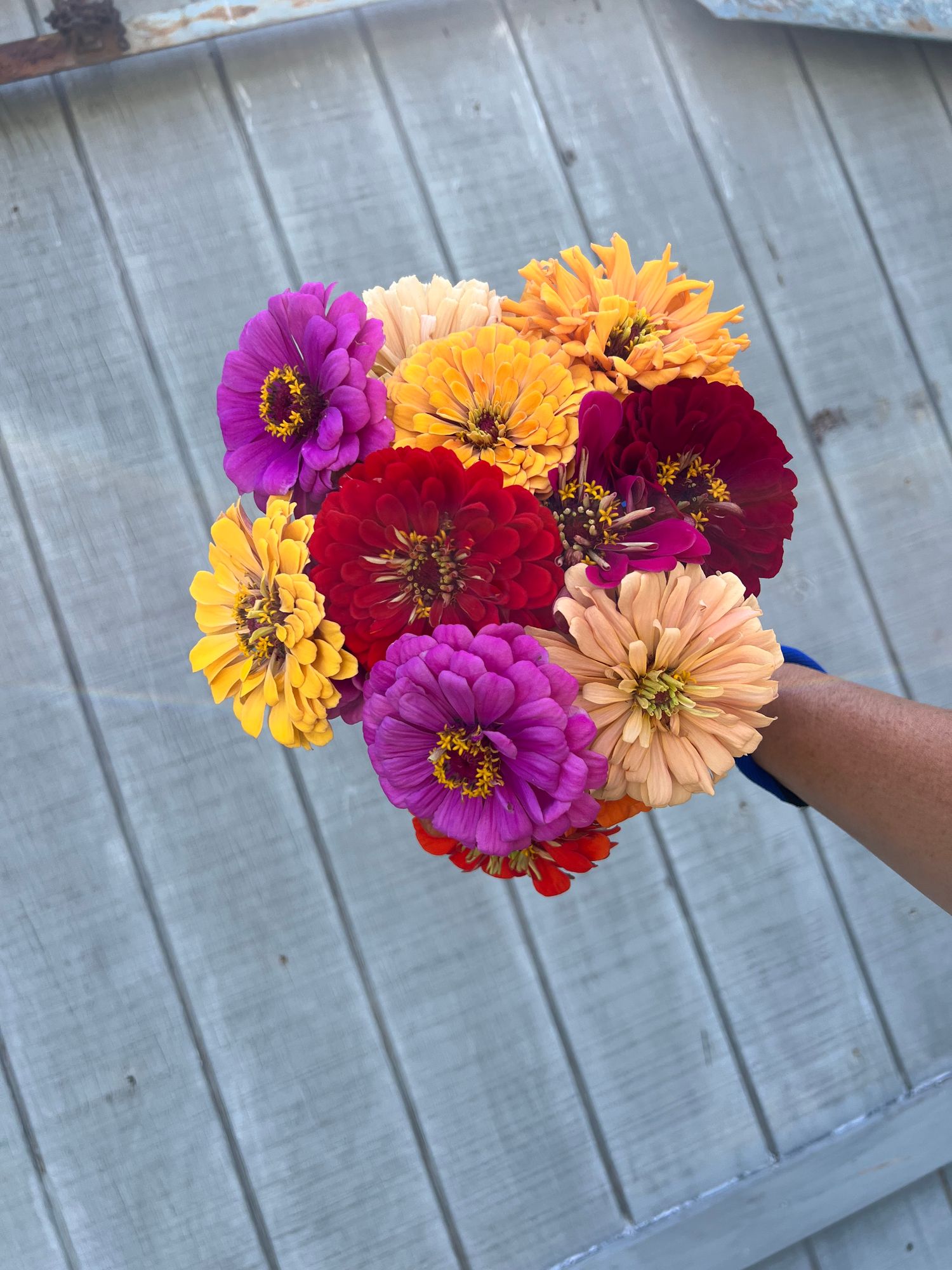 ZINNIA elegans Benarys Giant