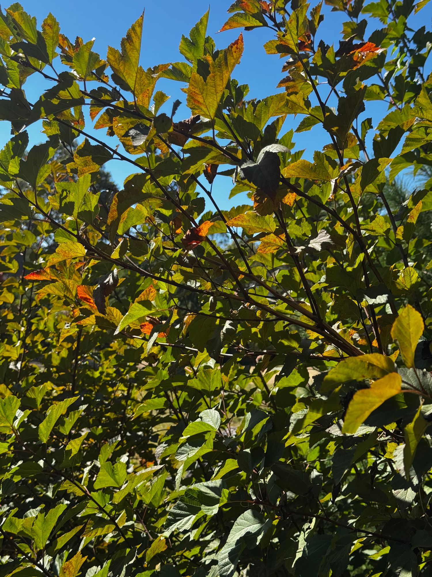 PHYSOCARPUS opulifolius