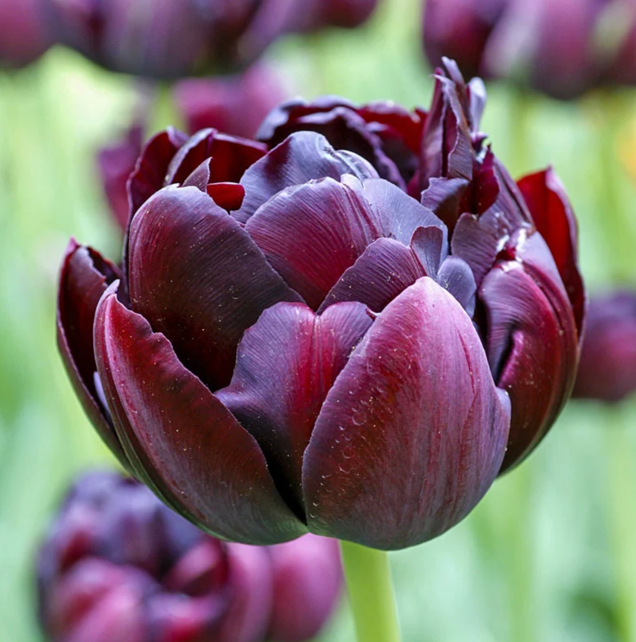 TULIPA Black Hero