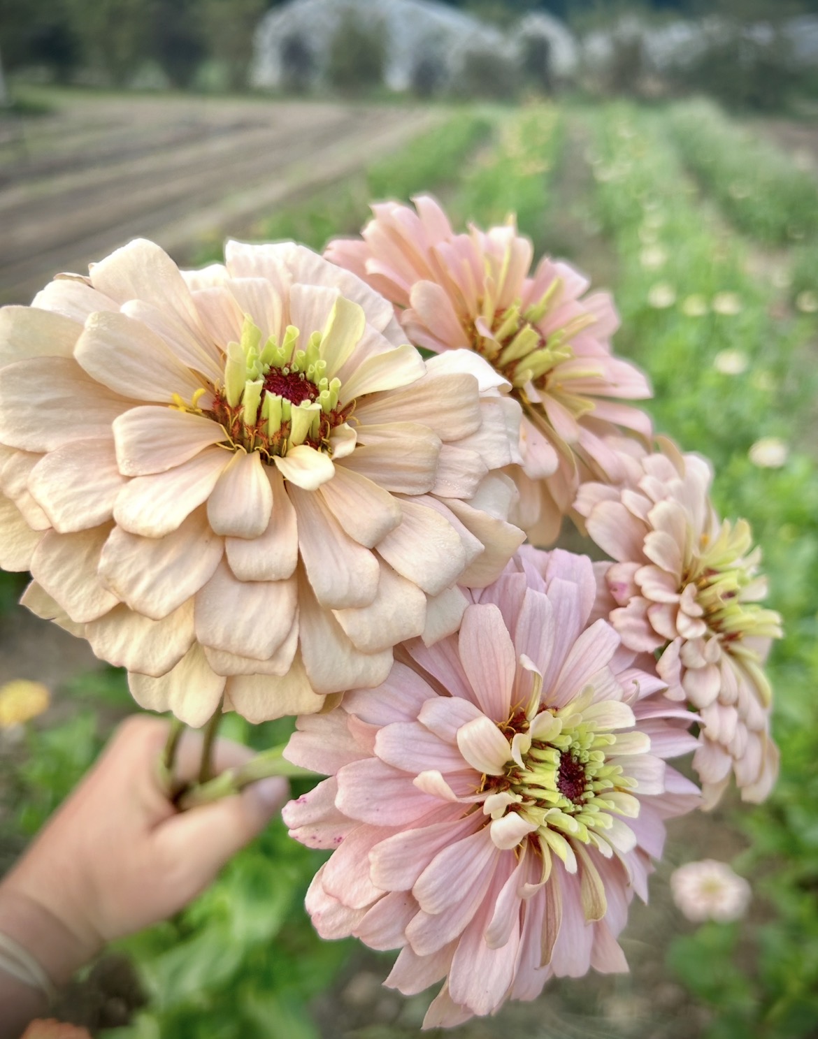 ZINNIA elegans Linen