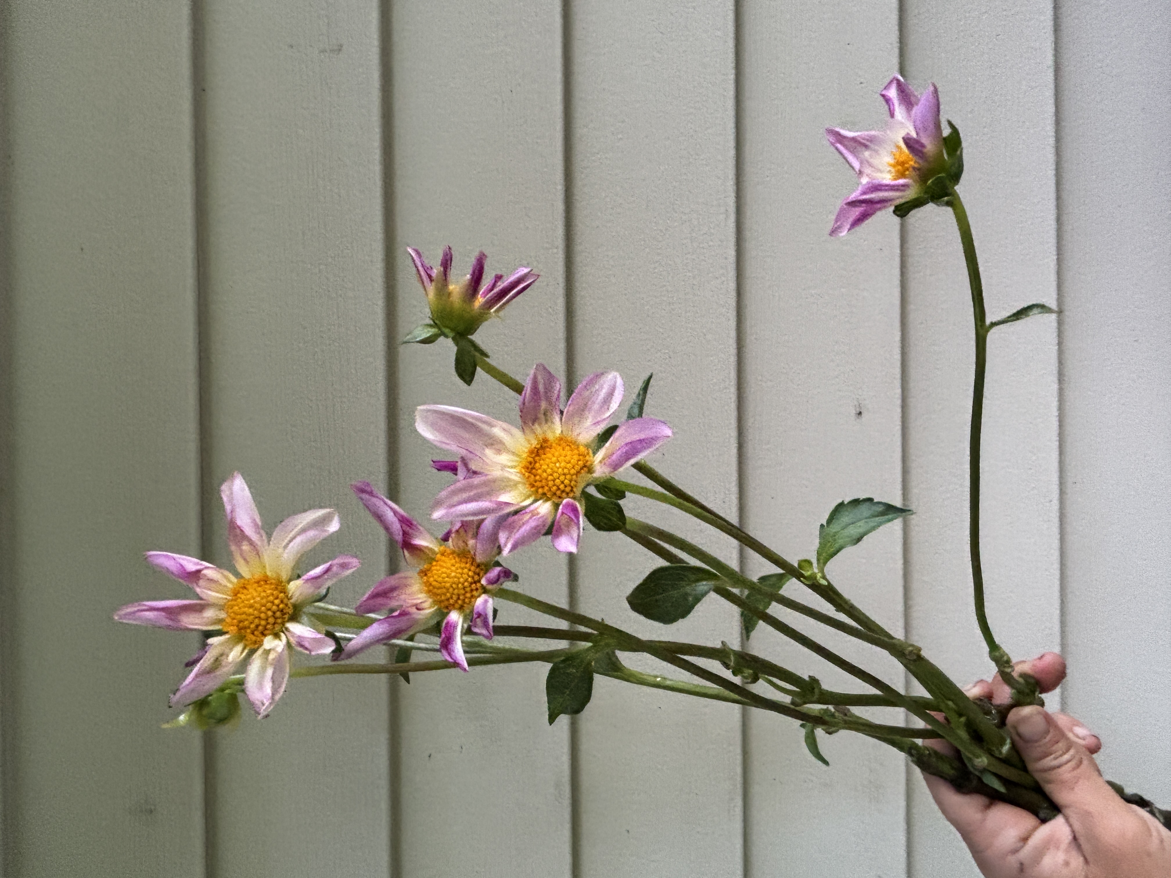 DAHLIA Fancy Pants