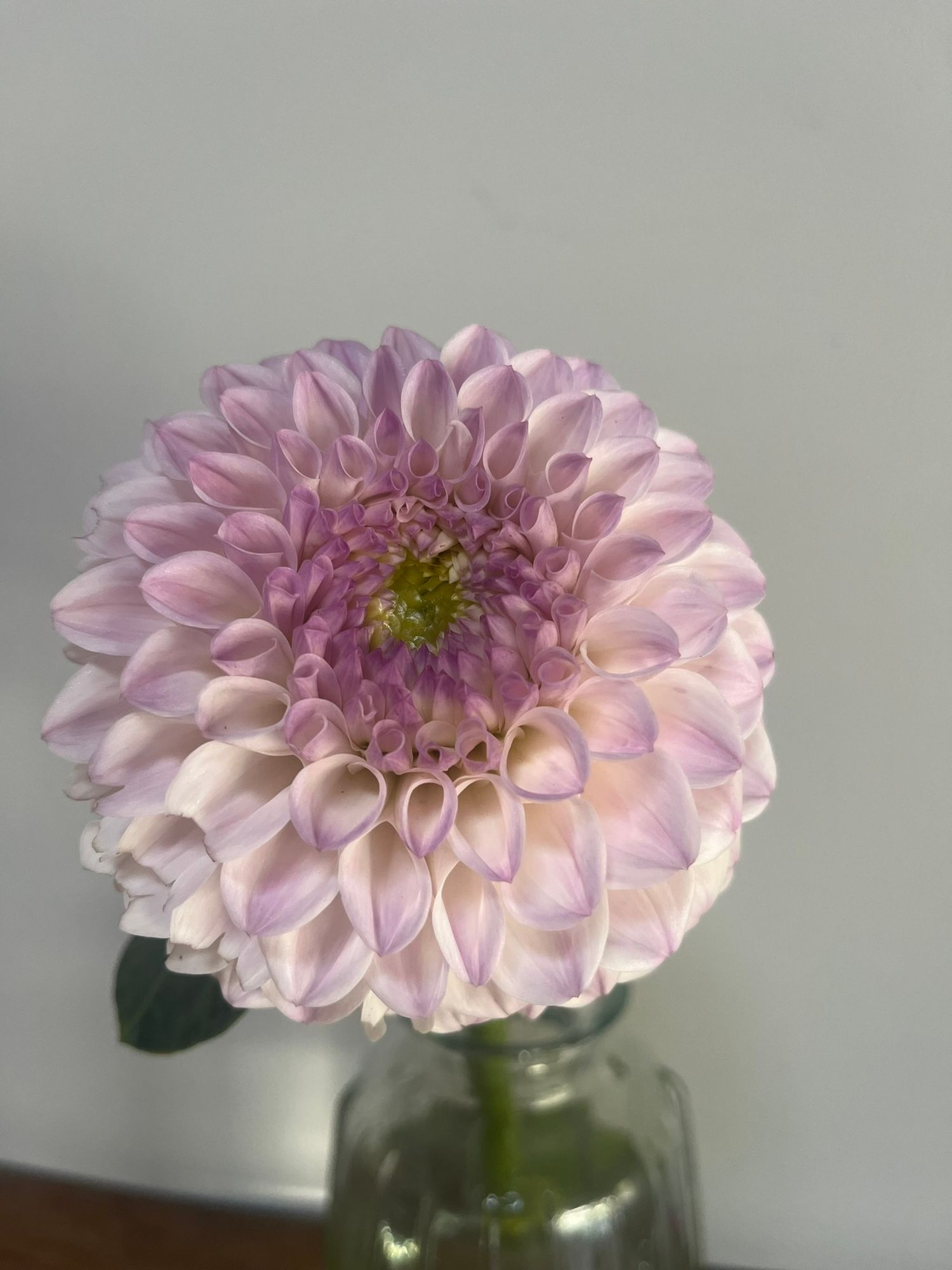 DAHLIA Pink Pearl