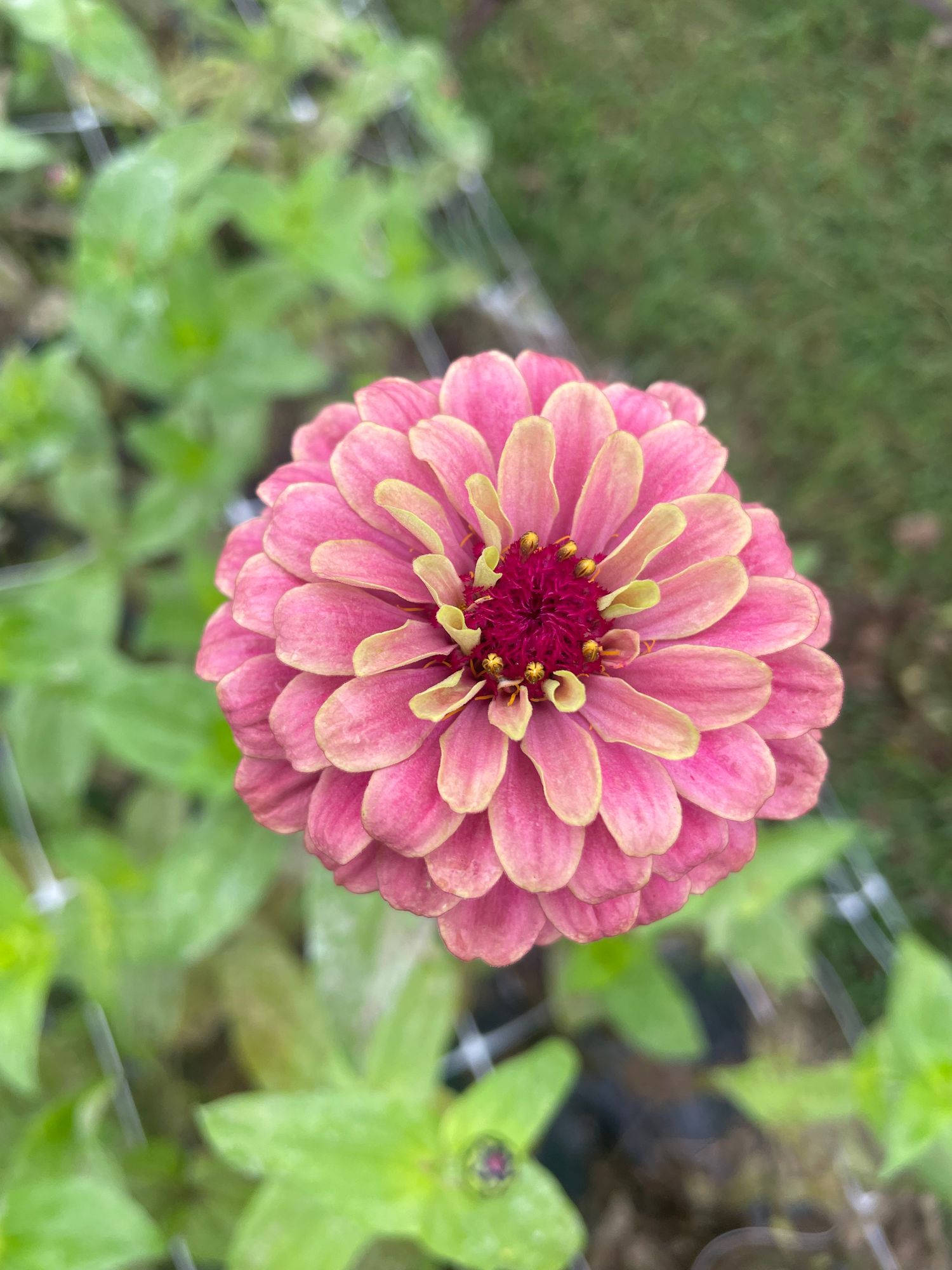 ZINNIA elegans Queeny Lime Red