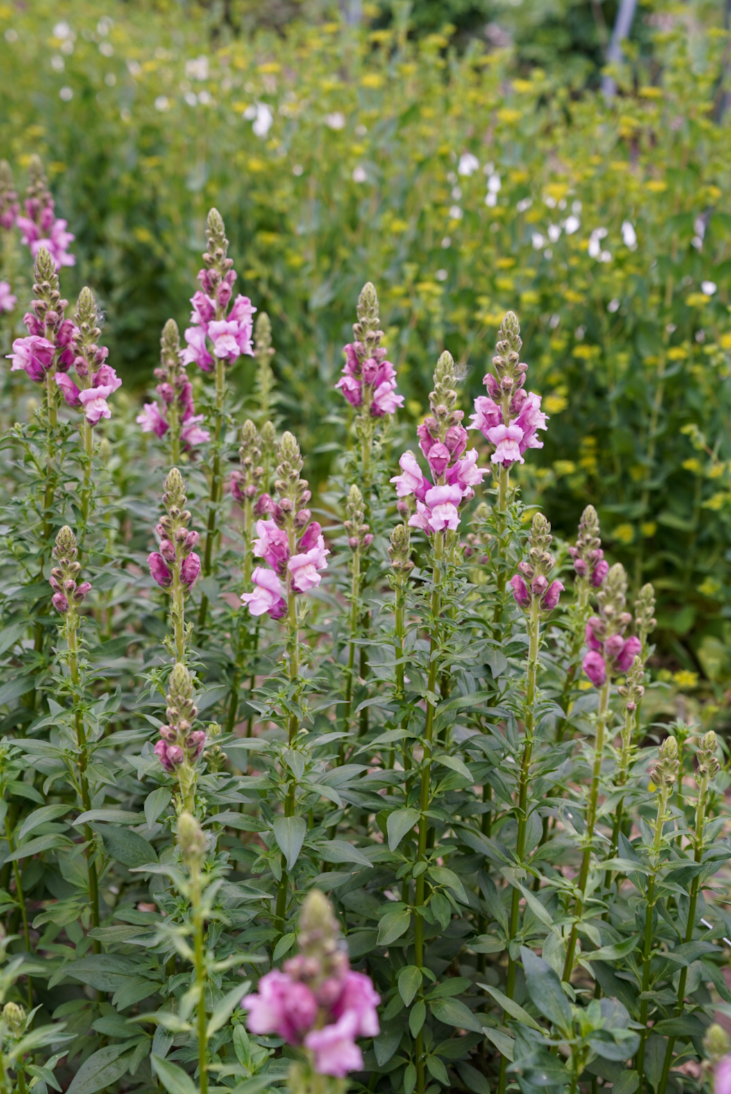 Big Bluestem Farm Banner