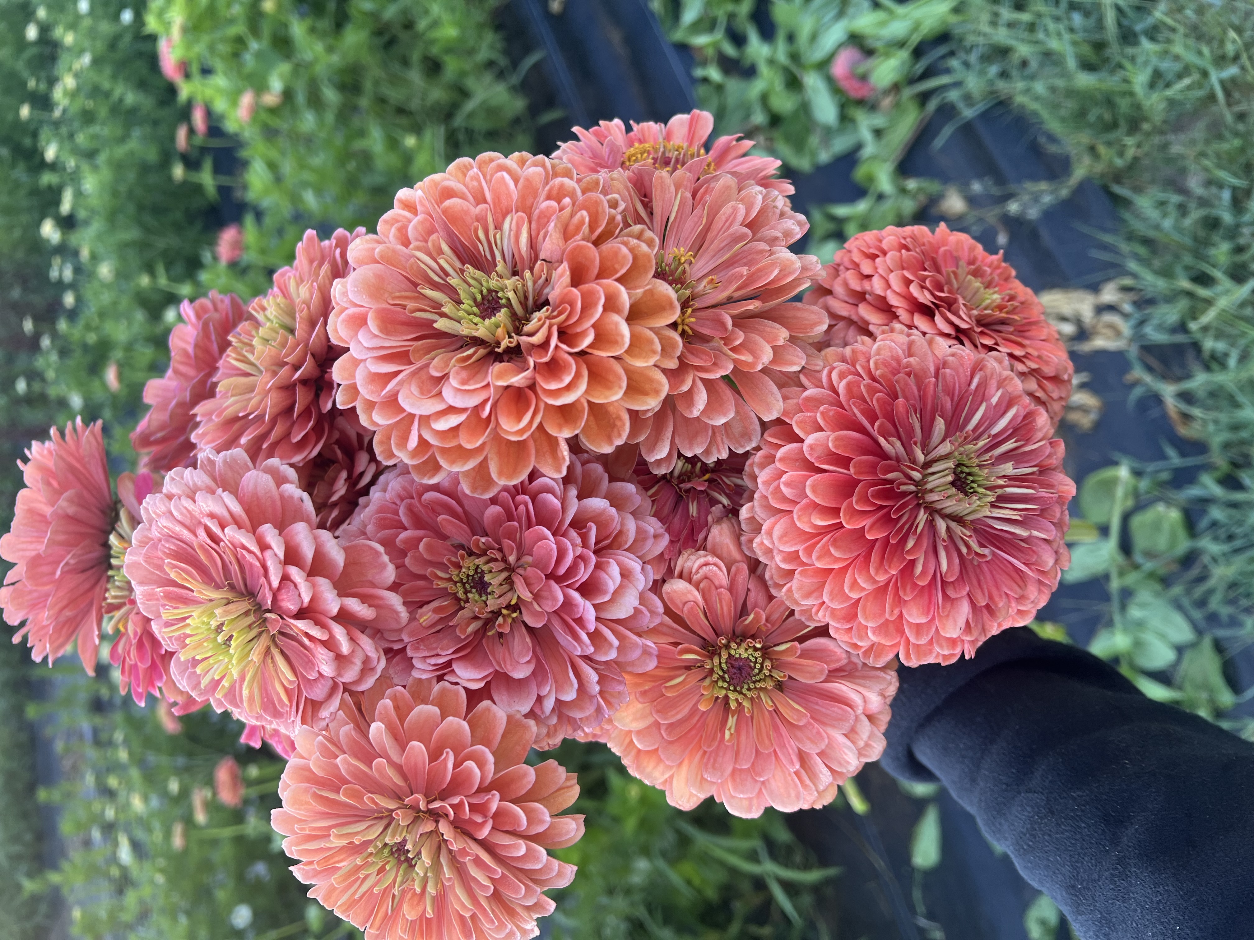 ZINNIA elegans Benary's Giant Coral