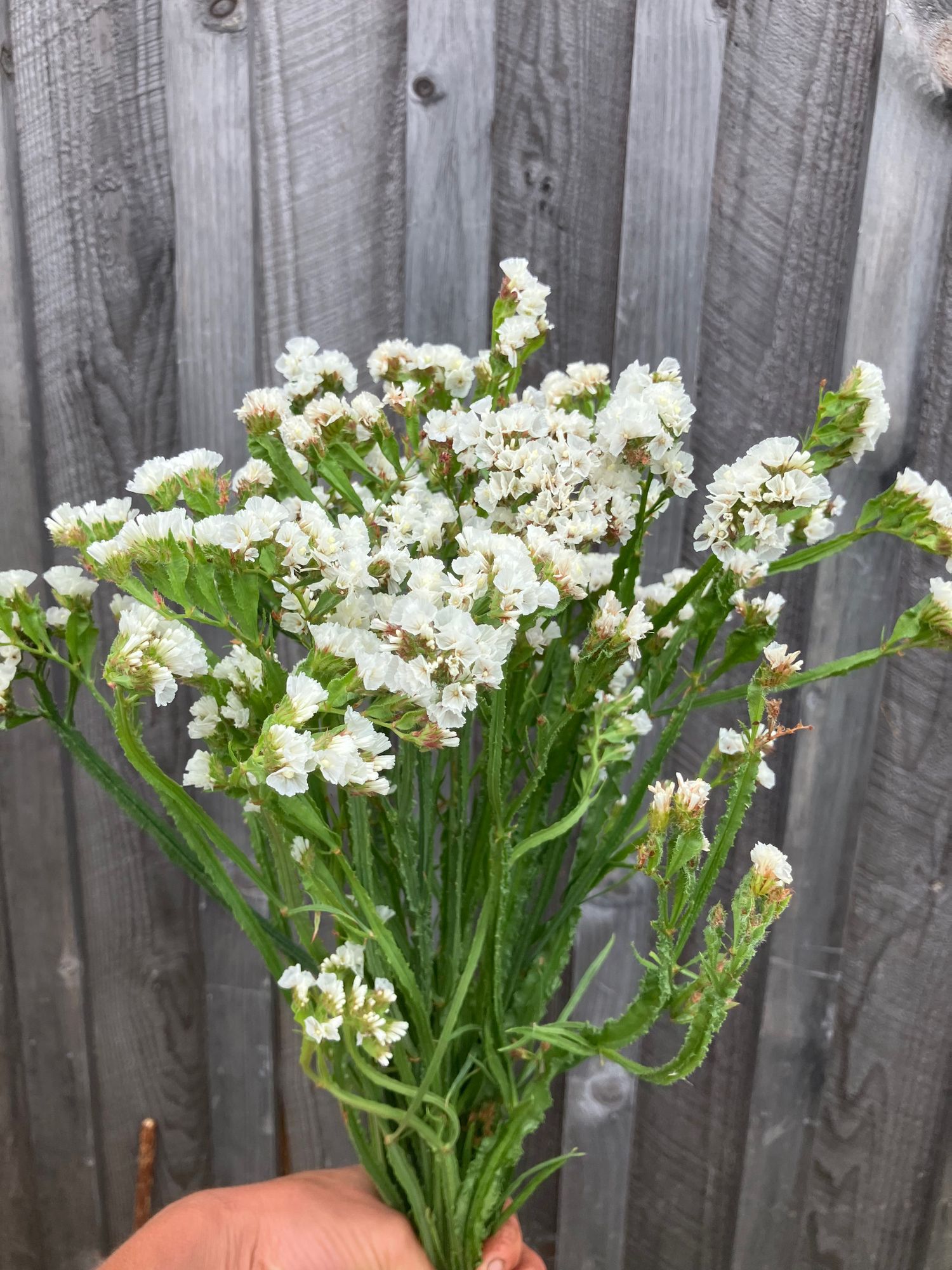 LIMONIUM sinuatum Seeker