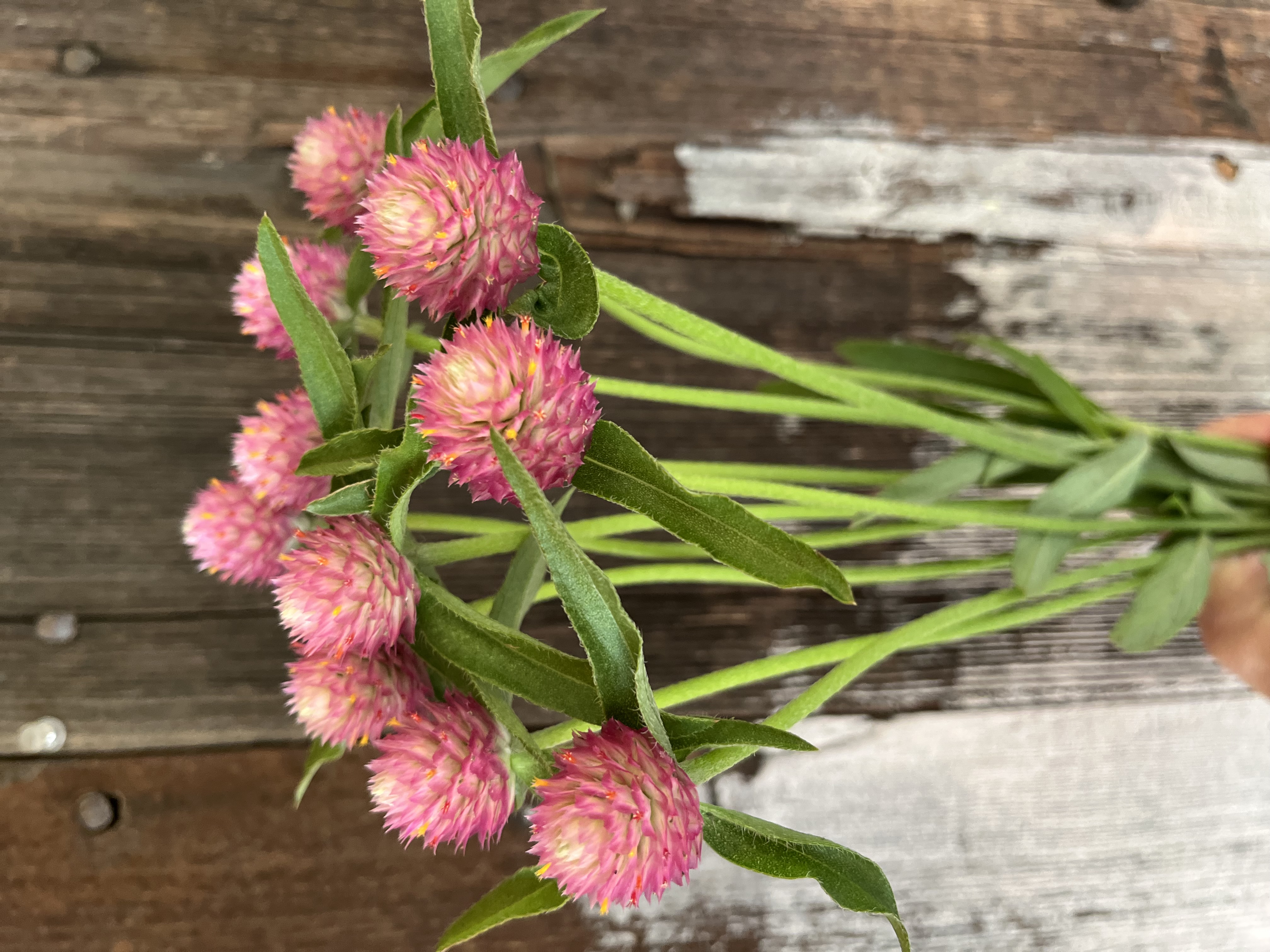 GOMPHRENA globosa