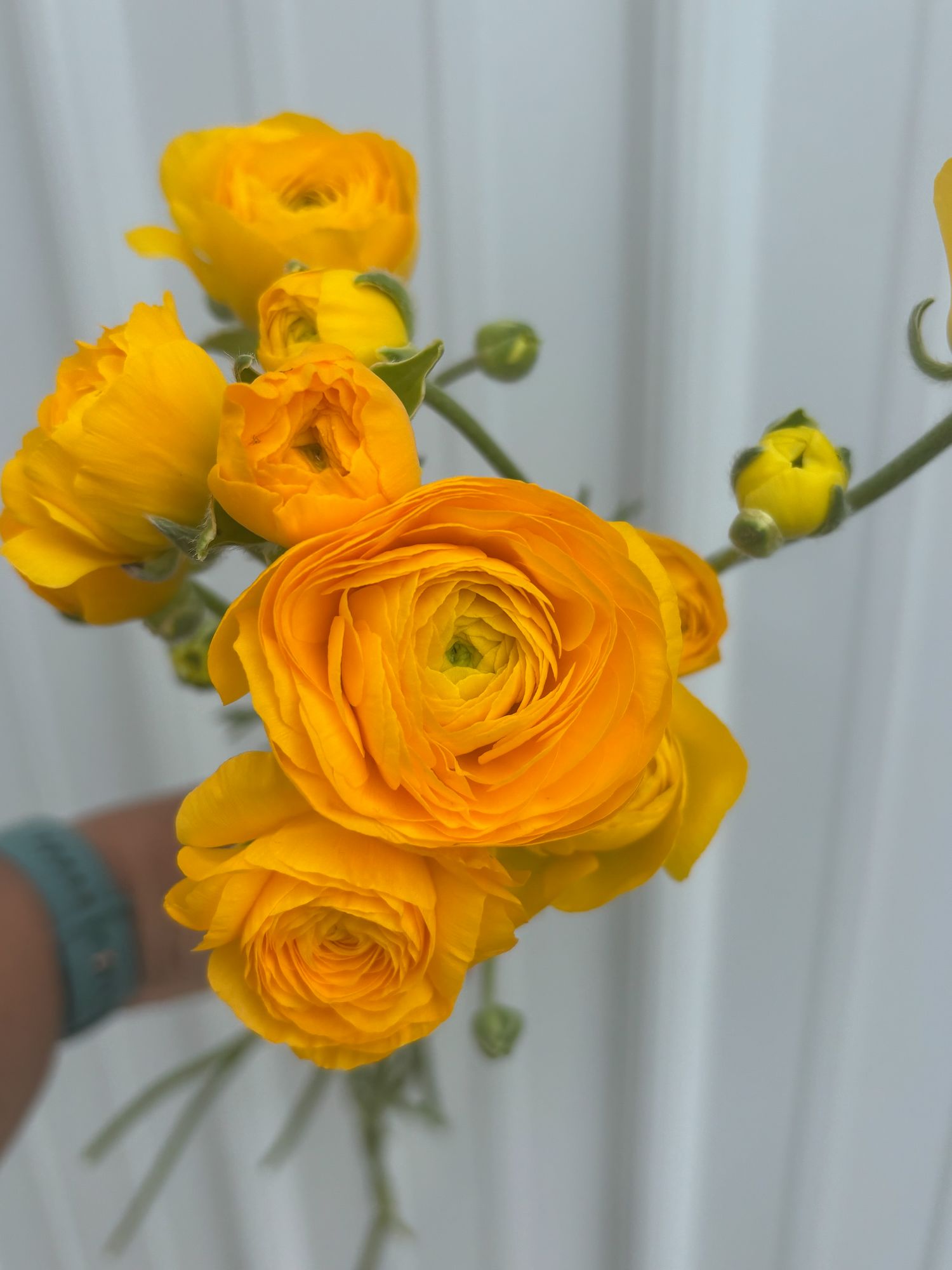 RANUNCULUS Amandine Gold