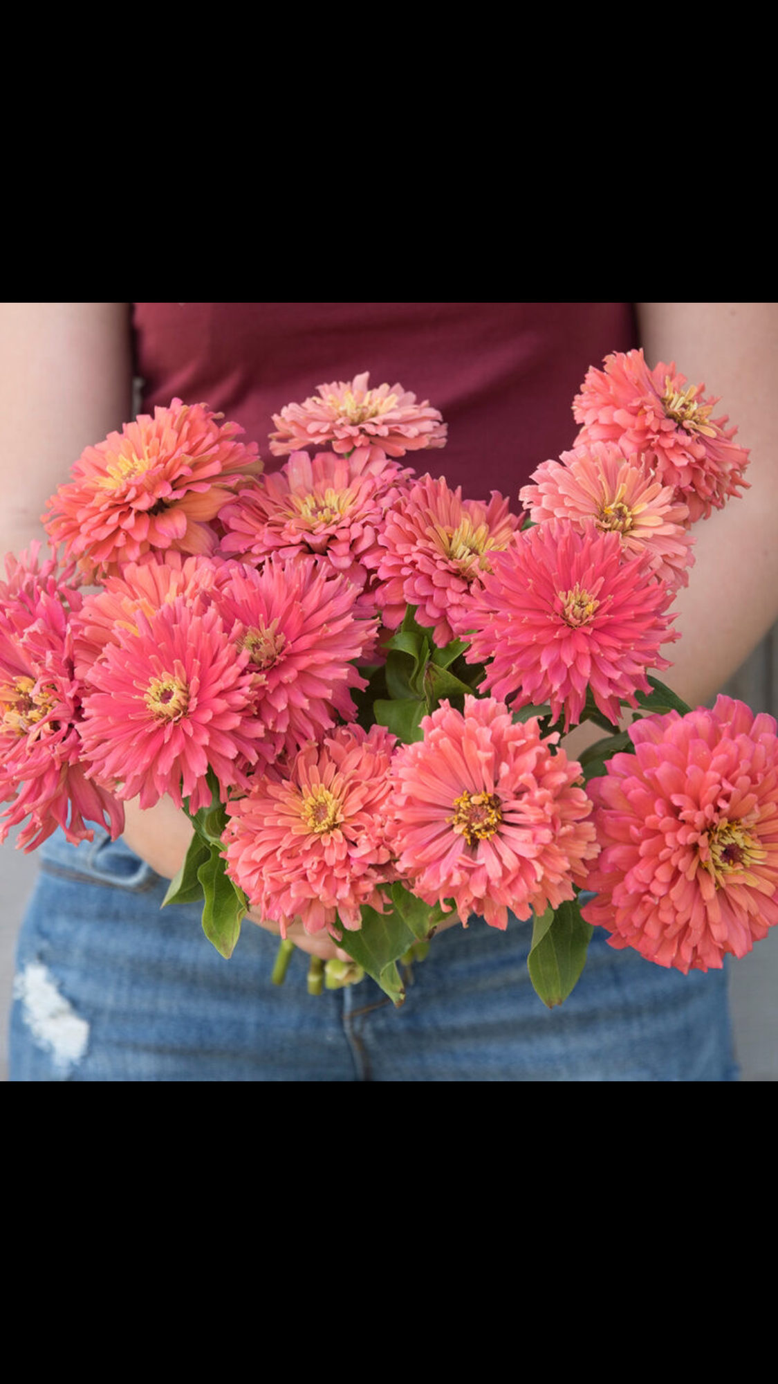 ZINNIA elegans Cactus