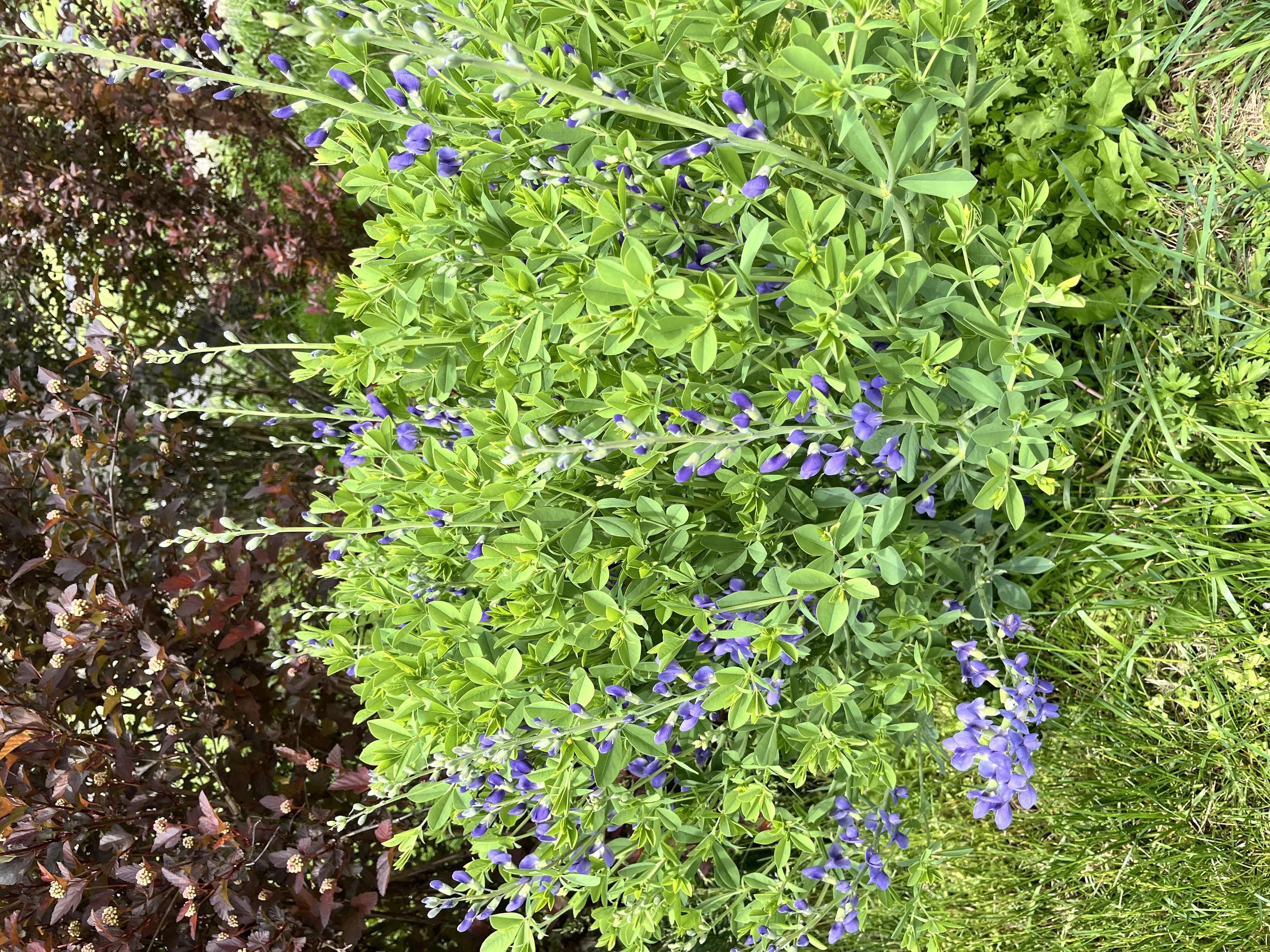 BAPTISIA australis